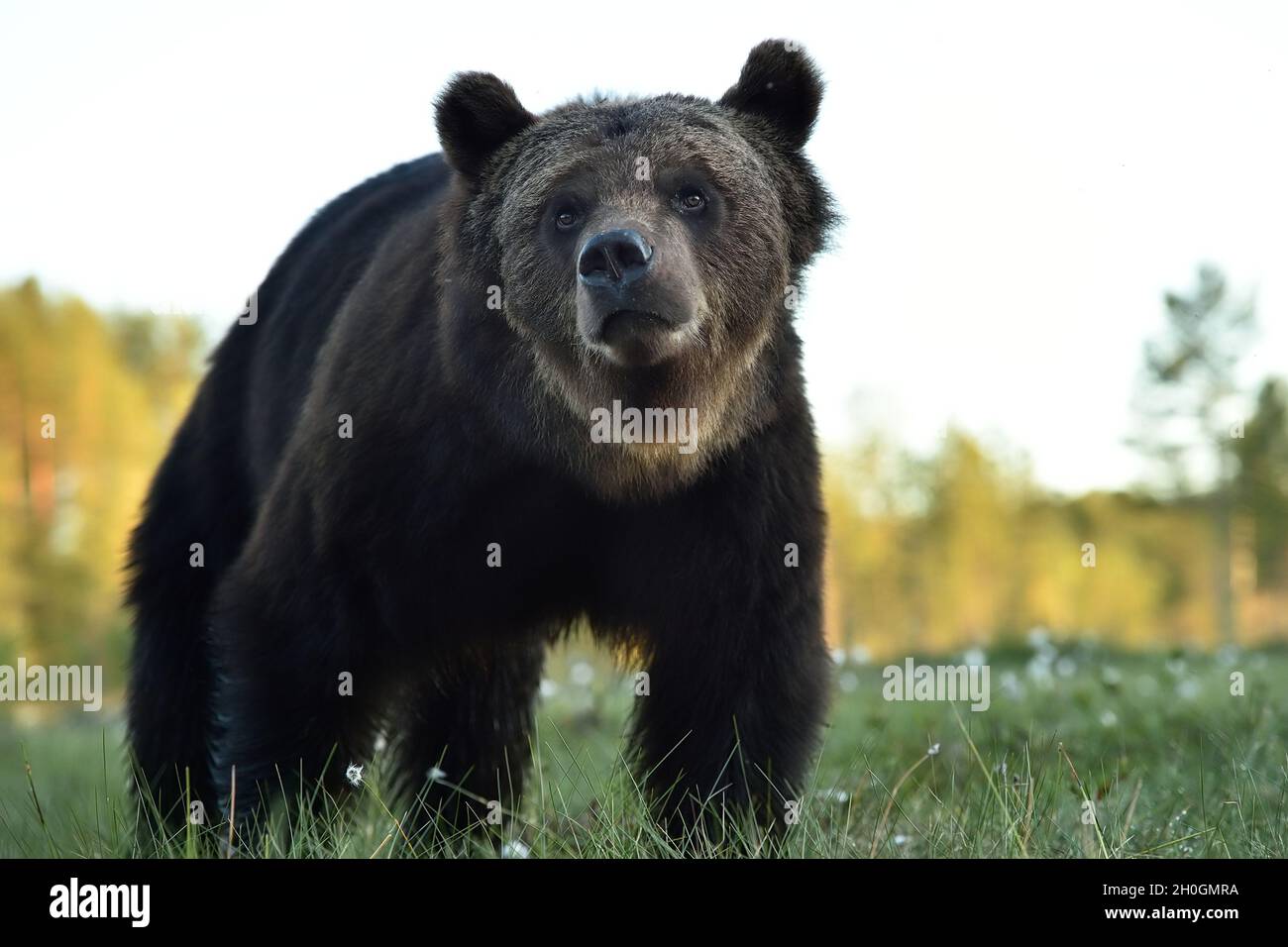 Brown bear portrait in summer scenery Stock Photo