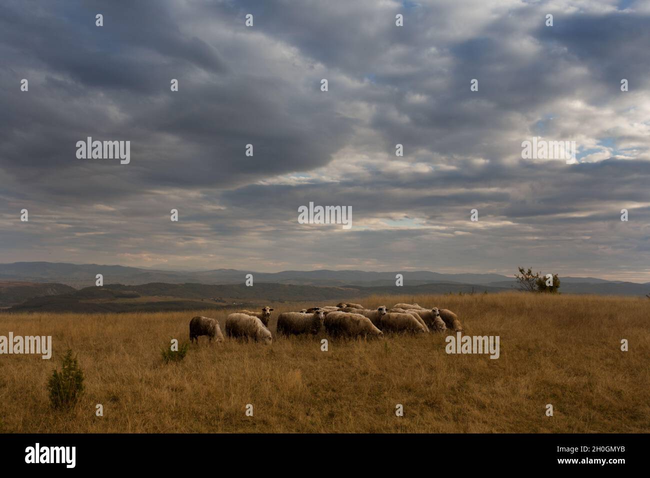 Herd sheep in autumn hi-res stock photography and images - Alamy