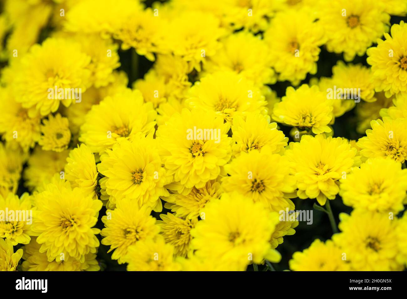 Beautiful chrysanthemum close up. Flower background, garden flowers. Horizontal flowers art background. Stock Photo