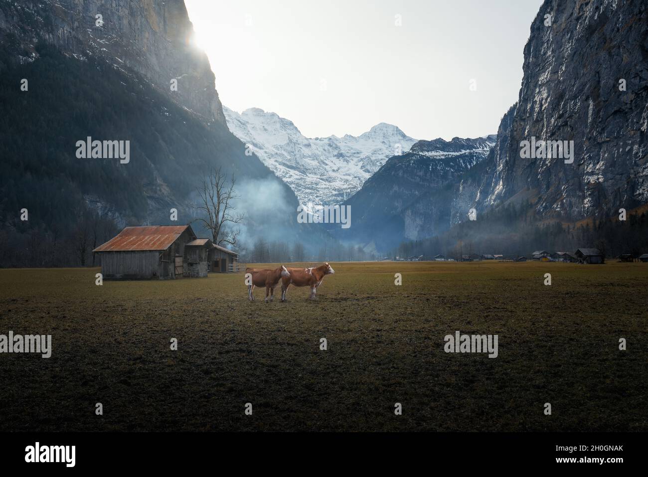 Two cows in a valley in the middle of Alps Mountains - Lauterbrunnen, Switzerland Stock Photo