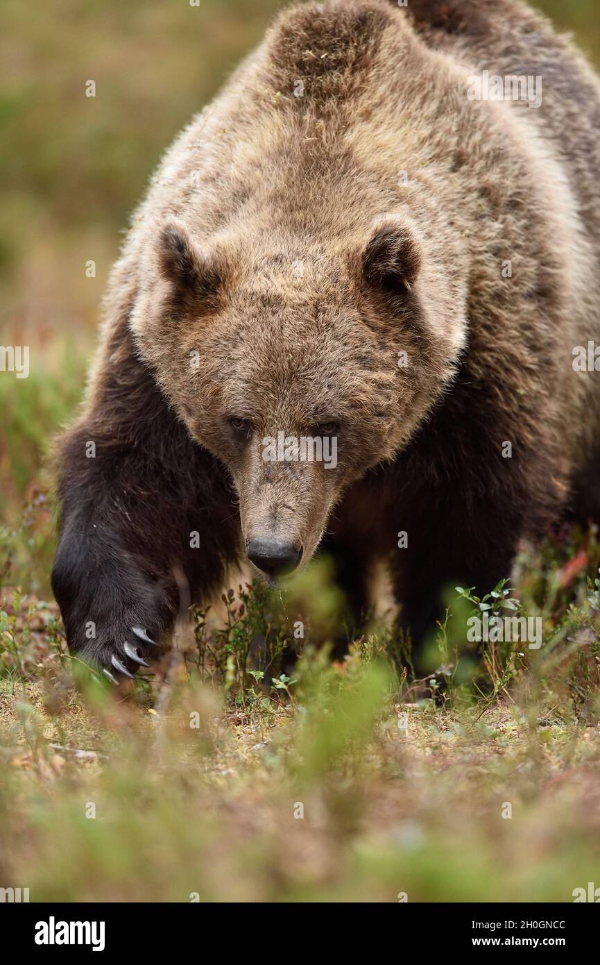 Big male brown bear approaching in the forest. Bear claws. Stock Photo