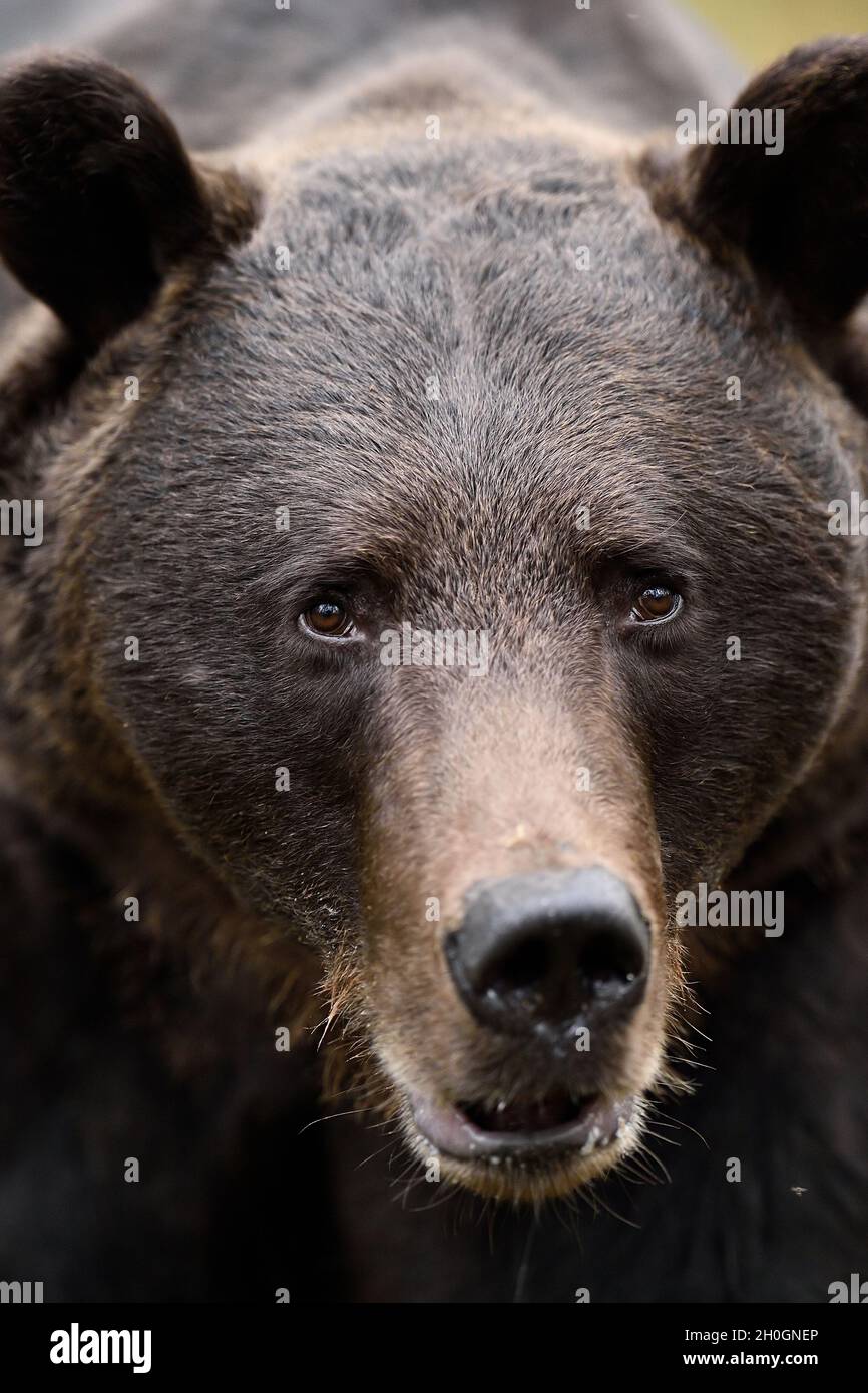 European brown bear face. Bear portrait. Stock Photo
