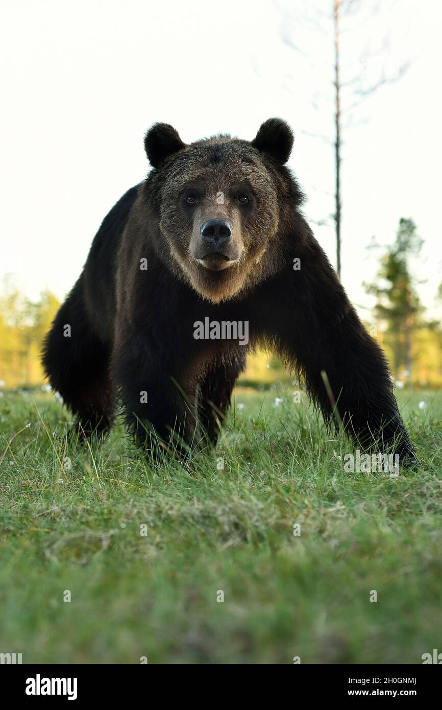 brown bear portrait, bear pose Stock Photo