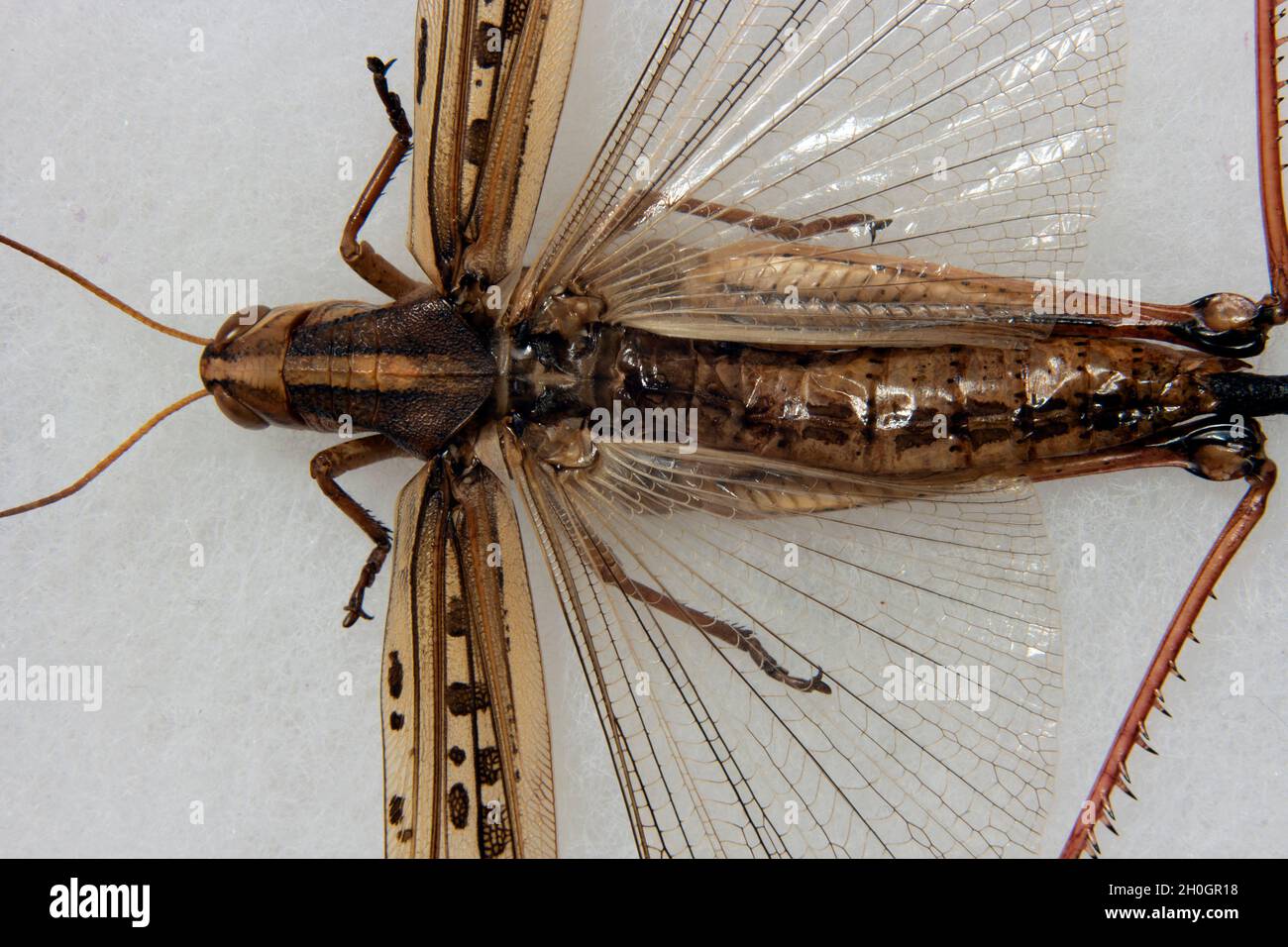 Macro brown with spread tegmina and hindwings Stock Photo