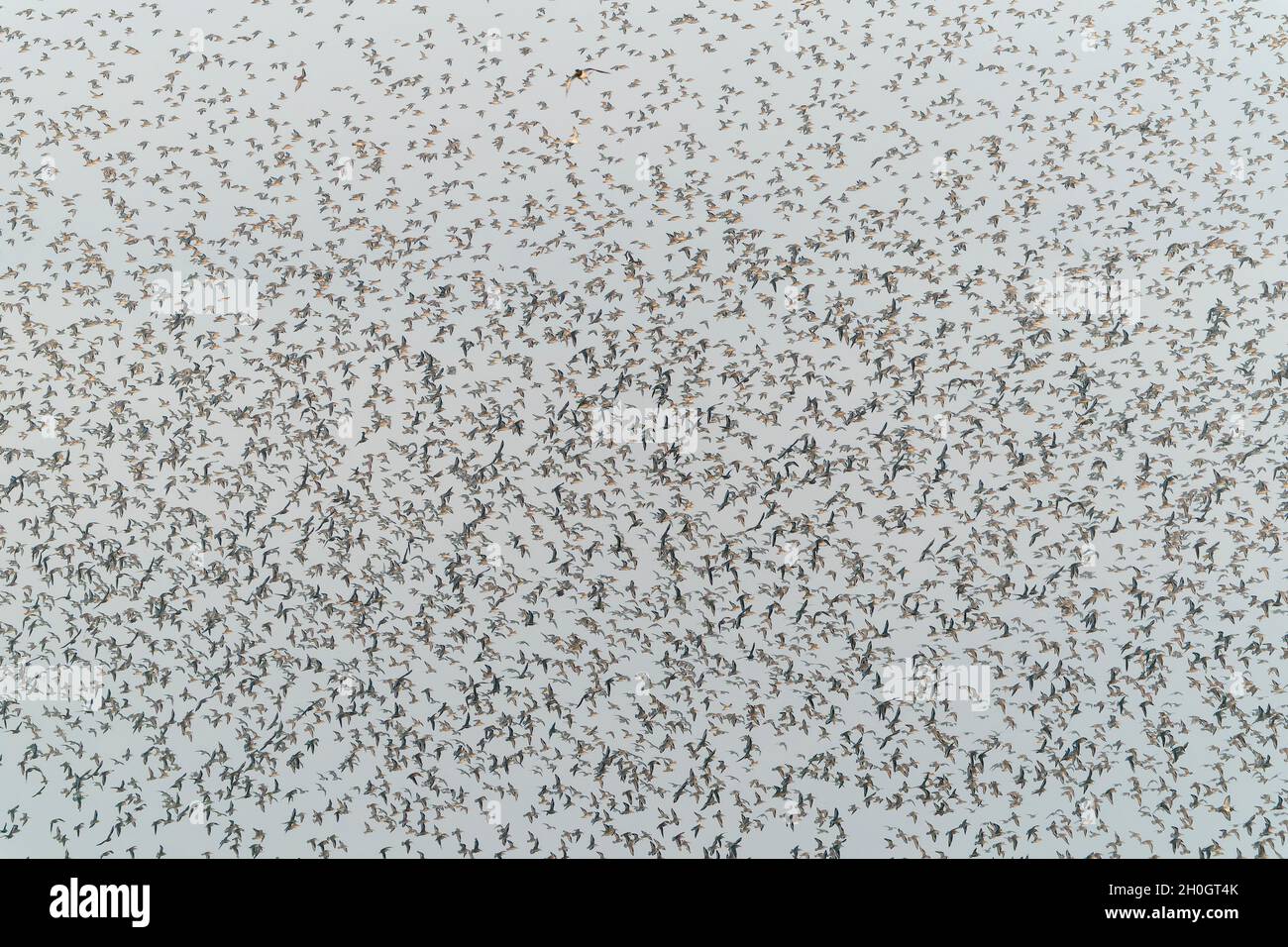 red knot, Calidris canutus, massive flock at high tide, roosting at Snettisham, Norfolk, United Kingdom Stock Photo