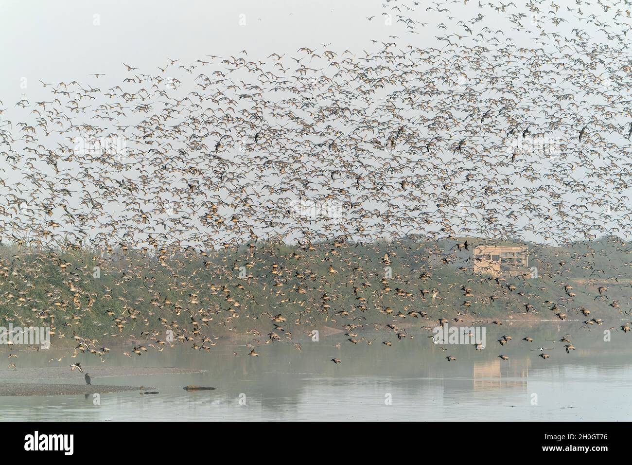 red knot, Calidris canutus, massive flock at high tide, roosting at Snettisham, Norfolk, United Kingdom Stock Photo