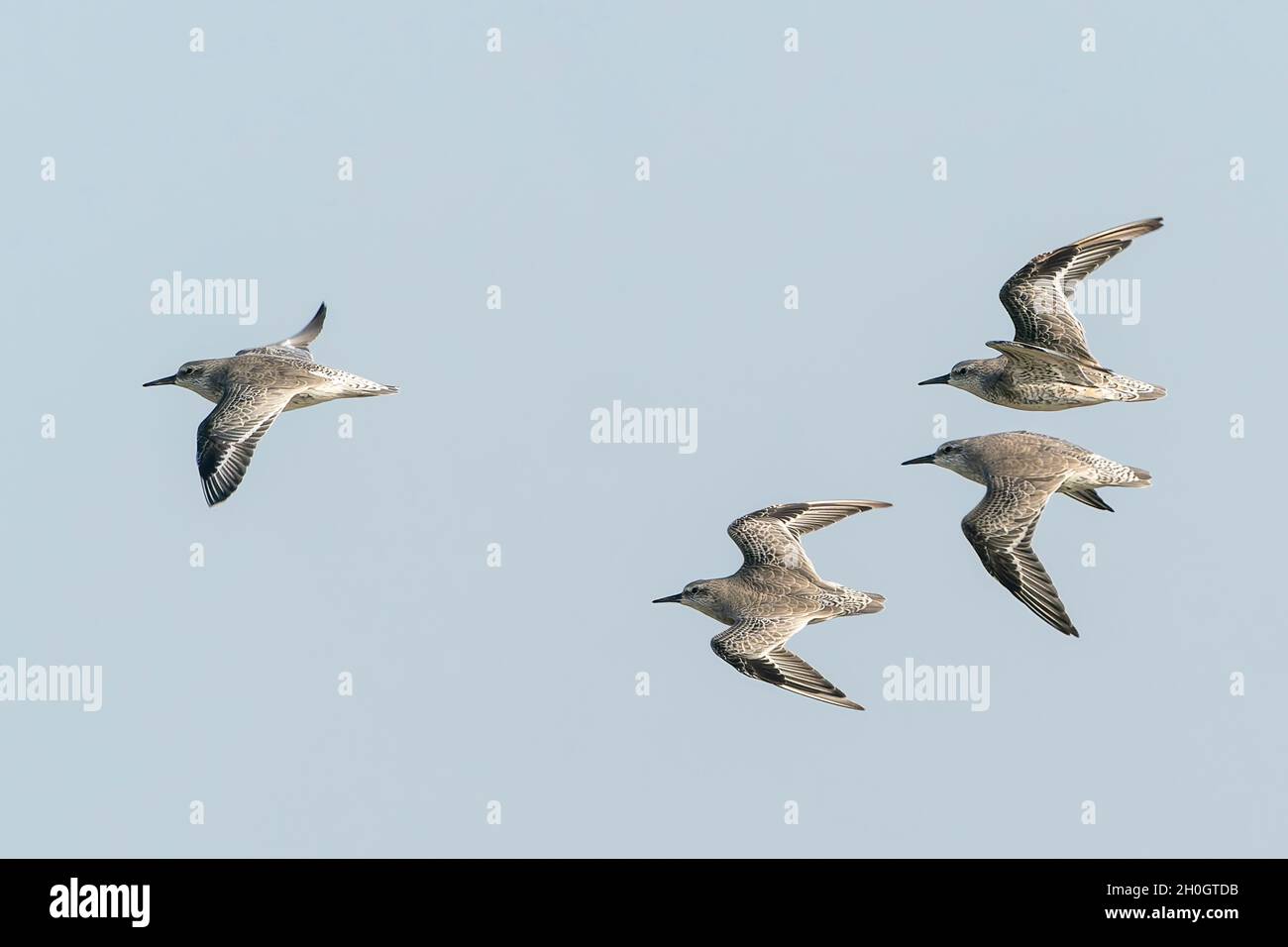 red knot, Calidris canutus, massive flock at high tide, roosting at Snettisham, Norfolk, United Kingdom Stock Photo