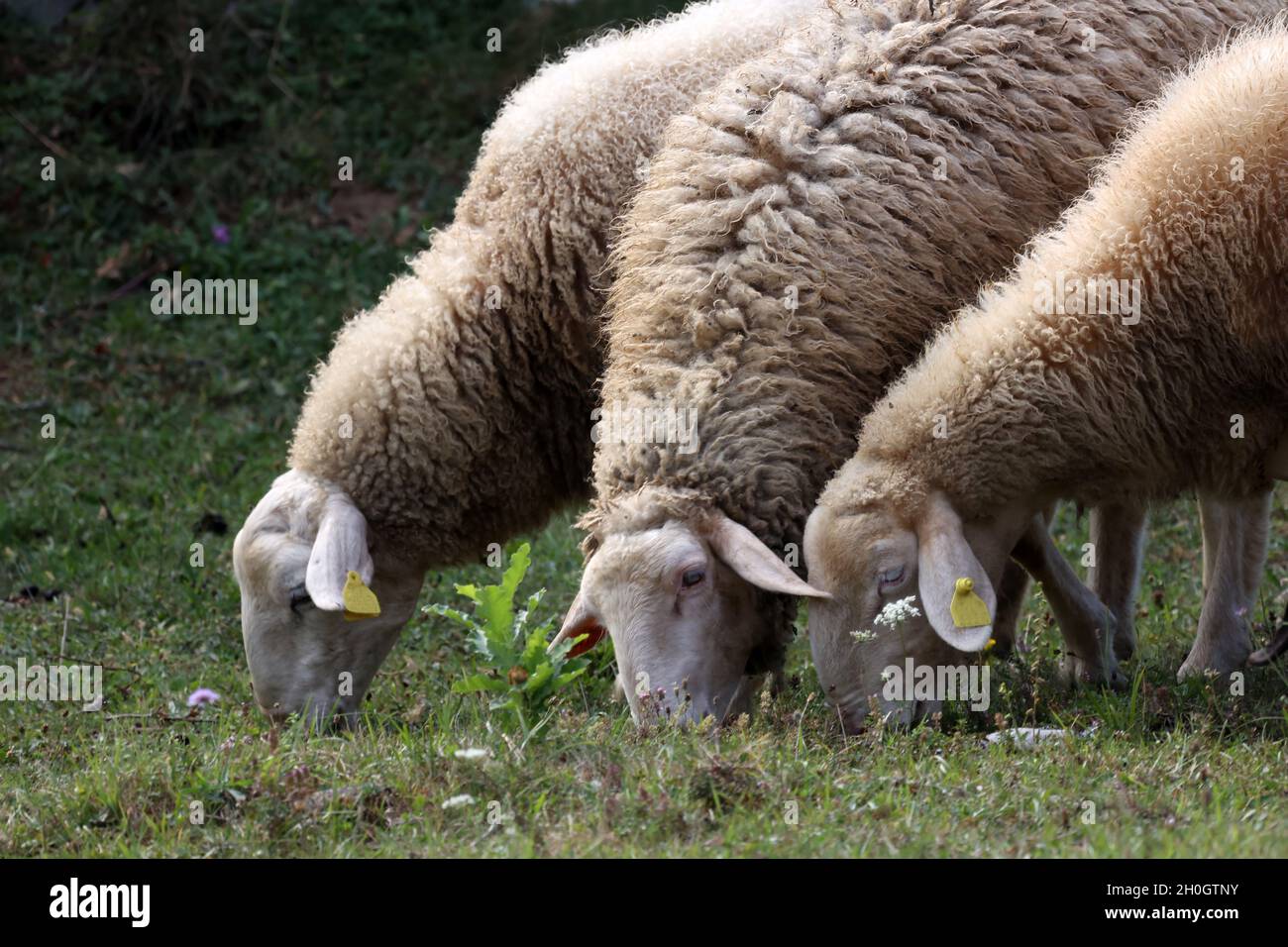 Flock of sheep grazing in a field Stock Photo - Alamy