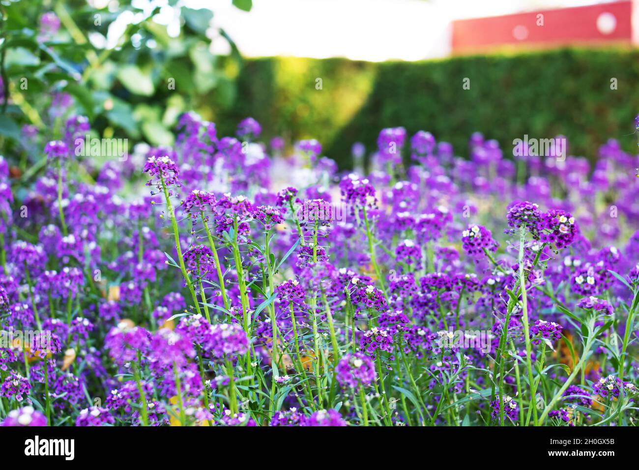 Spring springtime flowers alyssum hi-res stock photography and images ...