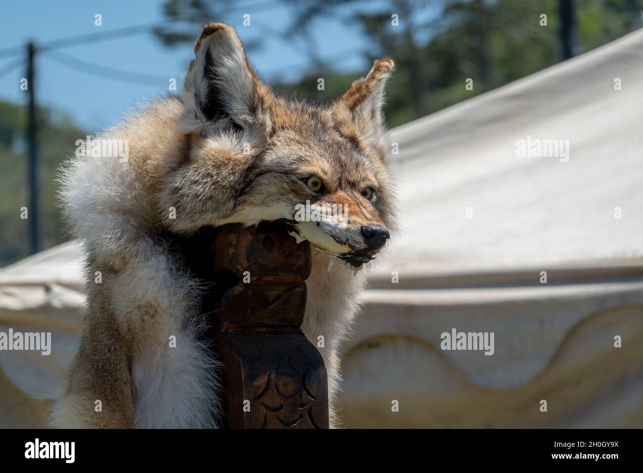 Closeup of a fox skin on a decorative post at a village fair with a viking re-enactment troupe Stock Photo