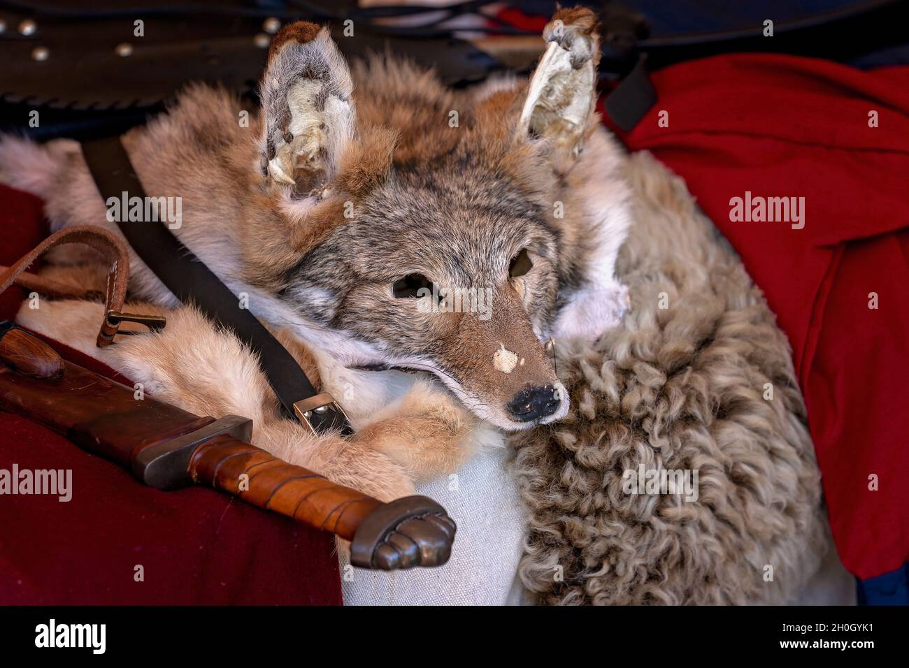 Closeup of a fox fur skin lying on a bed beside a sword in a medieval viking re-enactment tent at a country village fair Stock Photo
