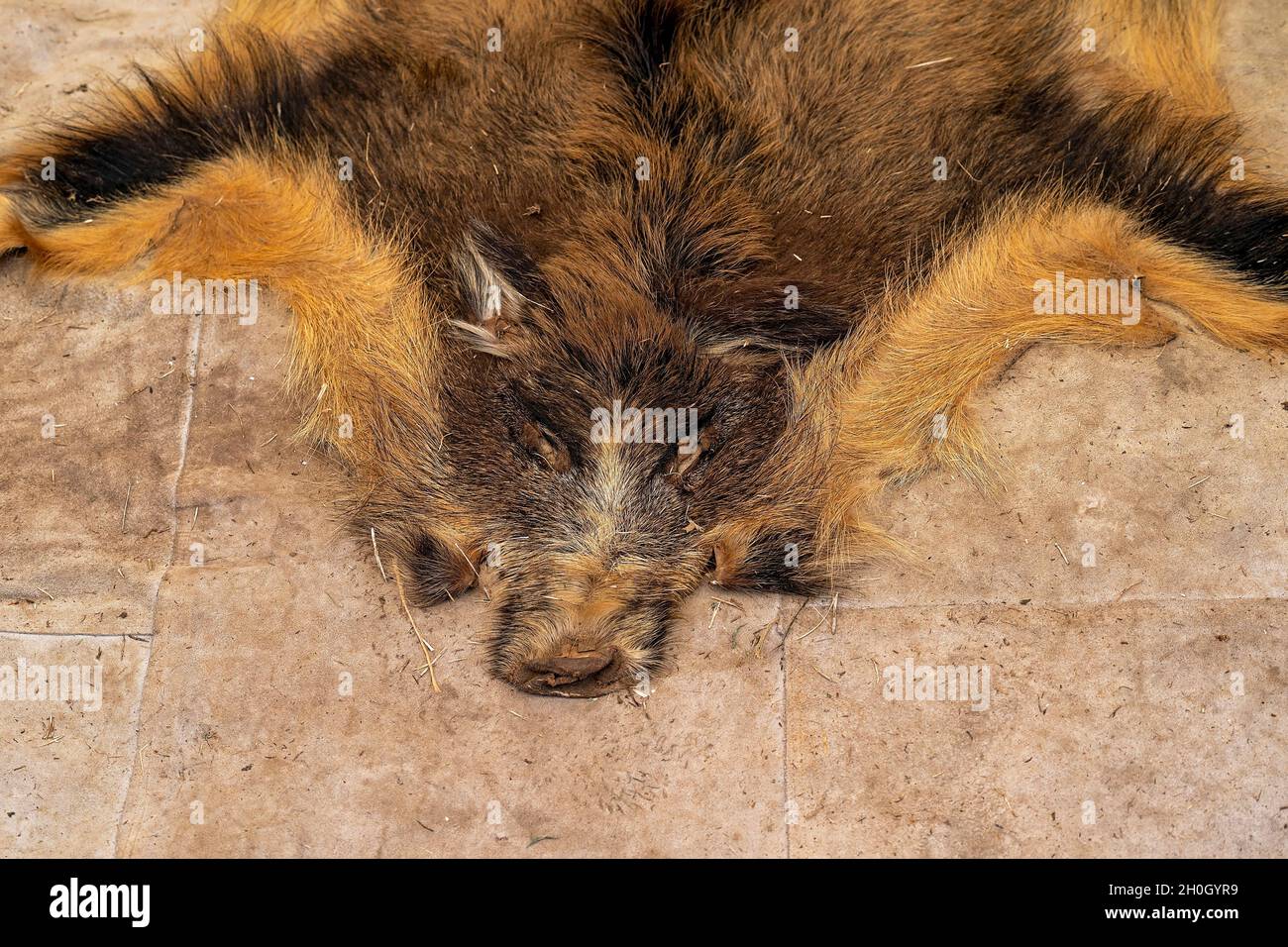 Furry animal skin lying on the floor of a tent in a re-enactment viking village at a country fair Stock Photo