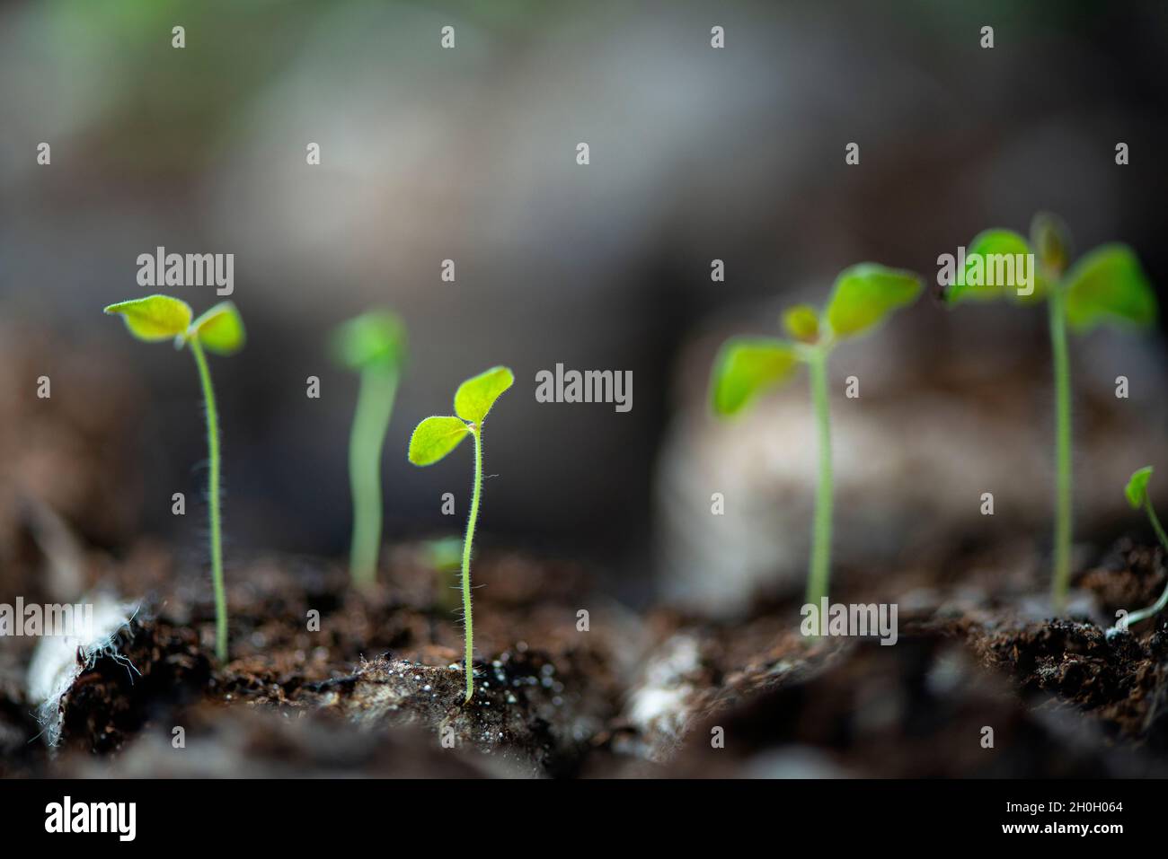 A row of seedlings. Stock Photo