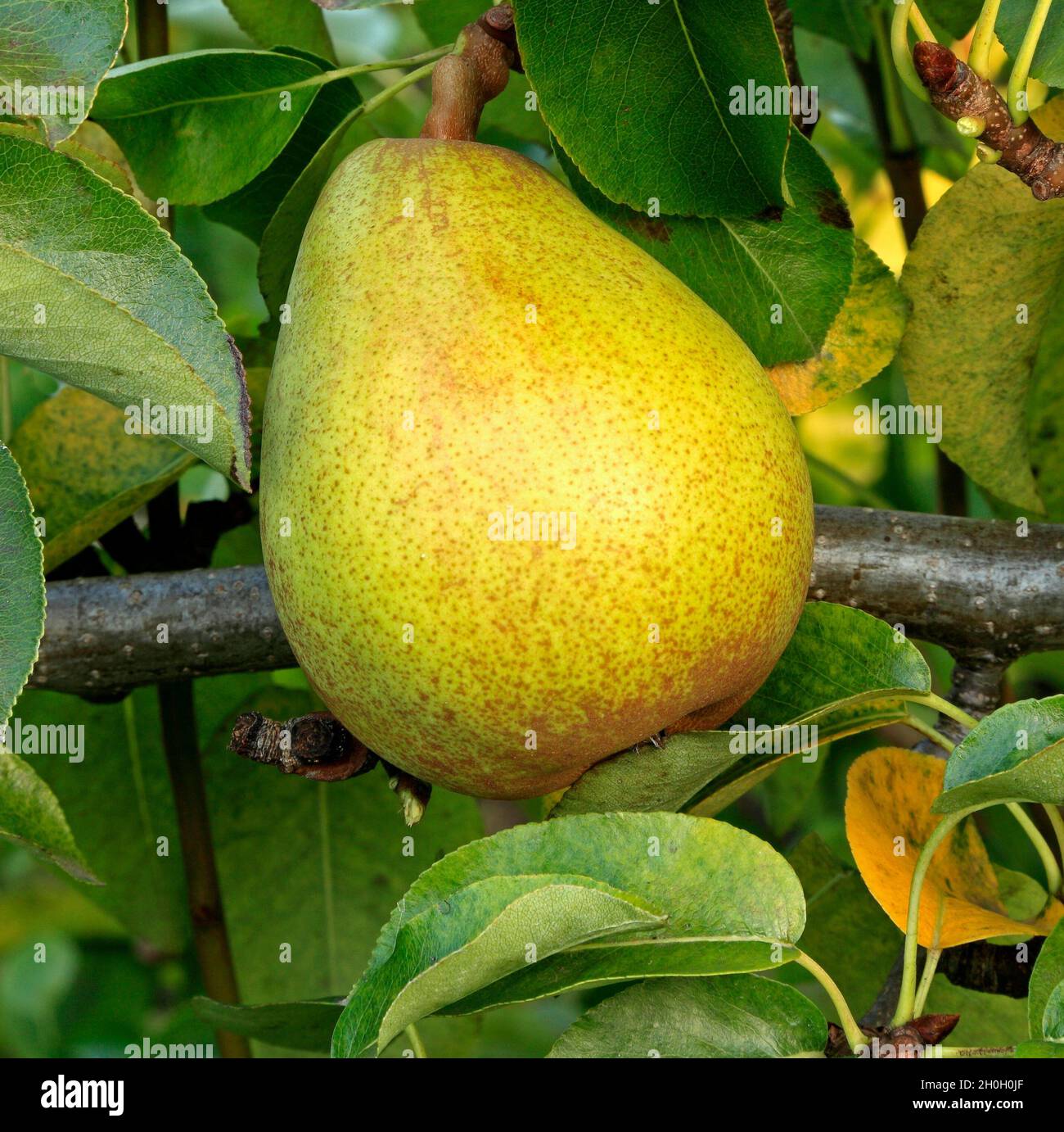 Pear 'Doyenne du Comice', Pyrus communis, pears, fruit, healthy eating, Stock Photo