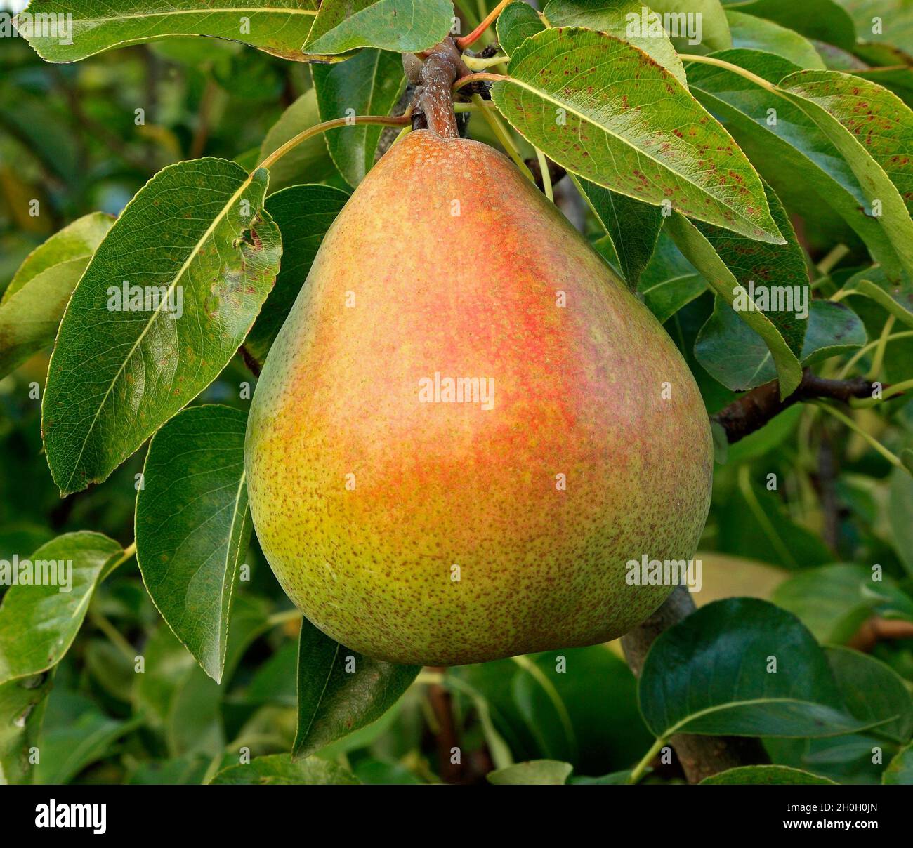 Pear 'Doyenne du Comice', Pyrus communis, pears, fruit, healthy eating, Stock Photo