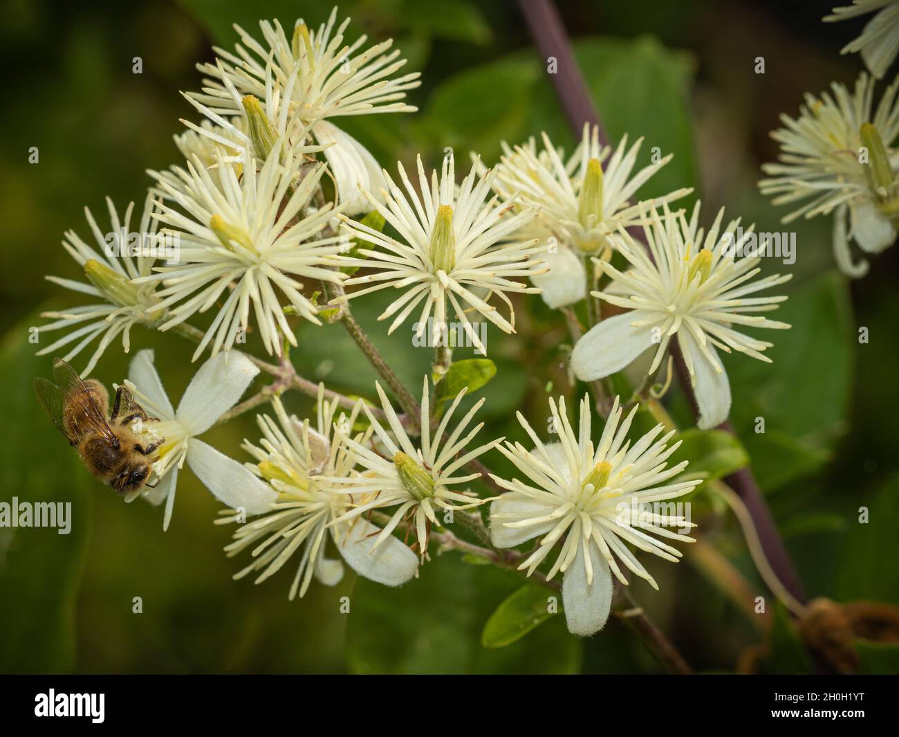 Bee collects honey on white hi-res stock photography and images - Alamy