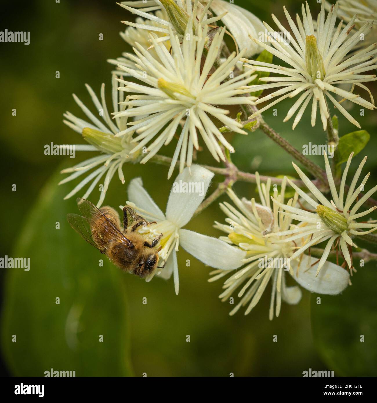 honey bee on white flower Stock Photo