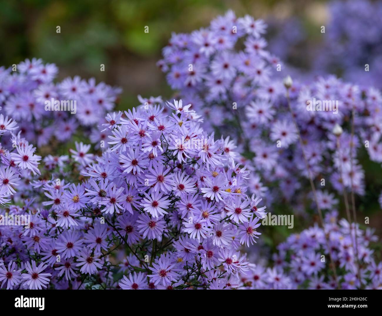 Stunning perennial autumn flowering purple Tatarian Aster Jindai plant.  Photographed on a sunny day in October RHS Wisley, Surrey UK Stock Photo -  Alamy