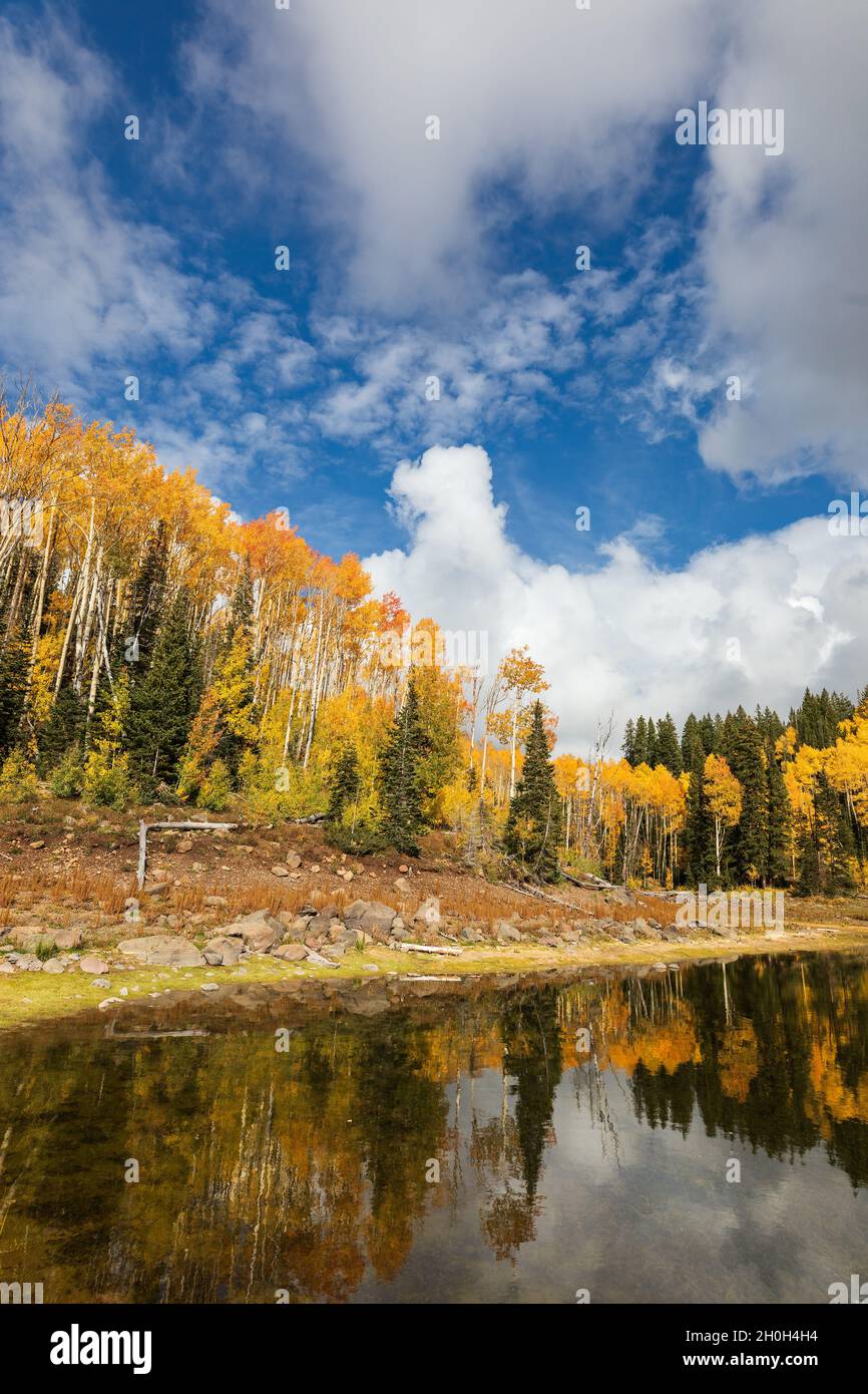Scenic landscape with Aspen trees and vibrant fall colors at Mesa Lakes on Grand Mesa, Colorado Stock Photo