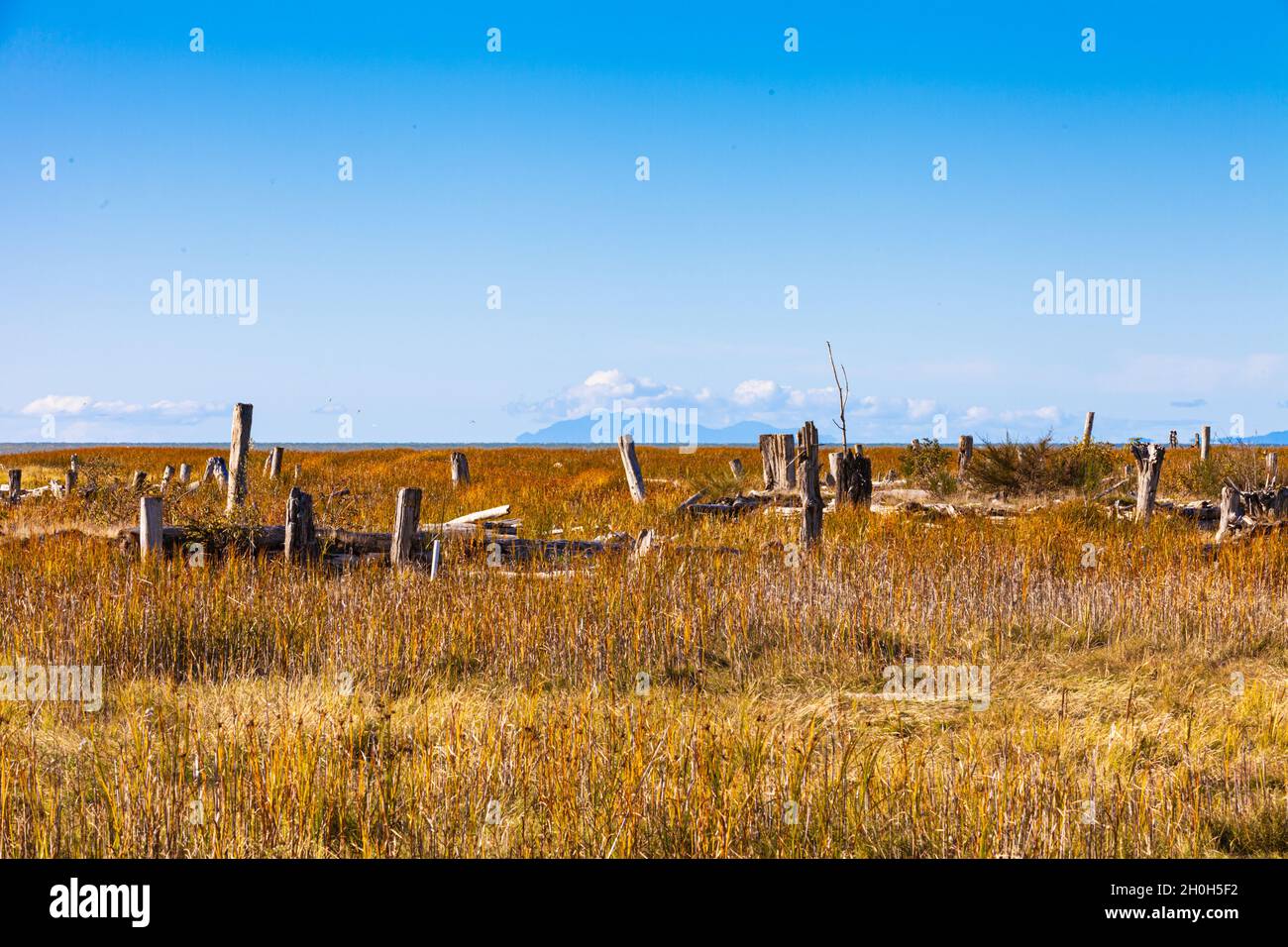 Coastal wetlands and marsh in Richmond British Columbia Canada Stock Photo