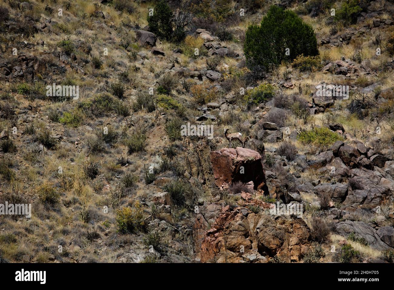 Big horn sheep standing on boulder Stock Photo