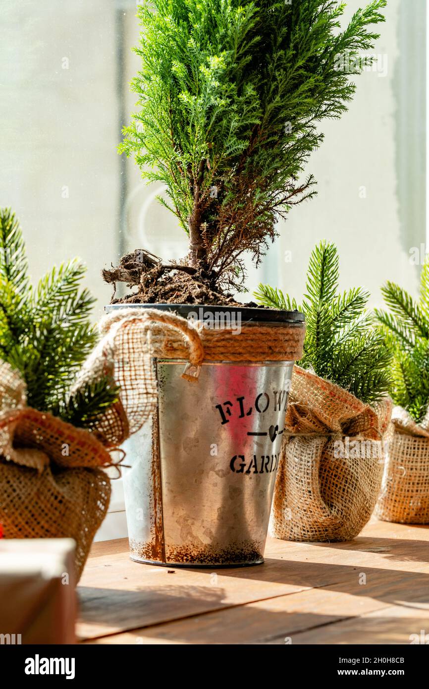 Small Christmas trees sprouts by the window Stock Photo