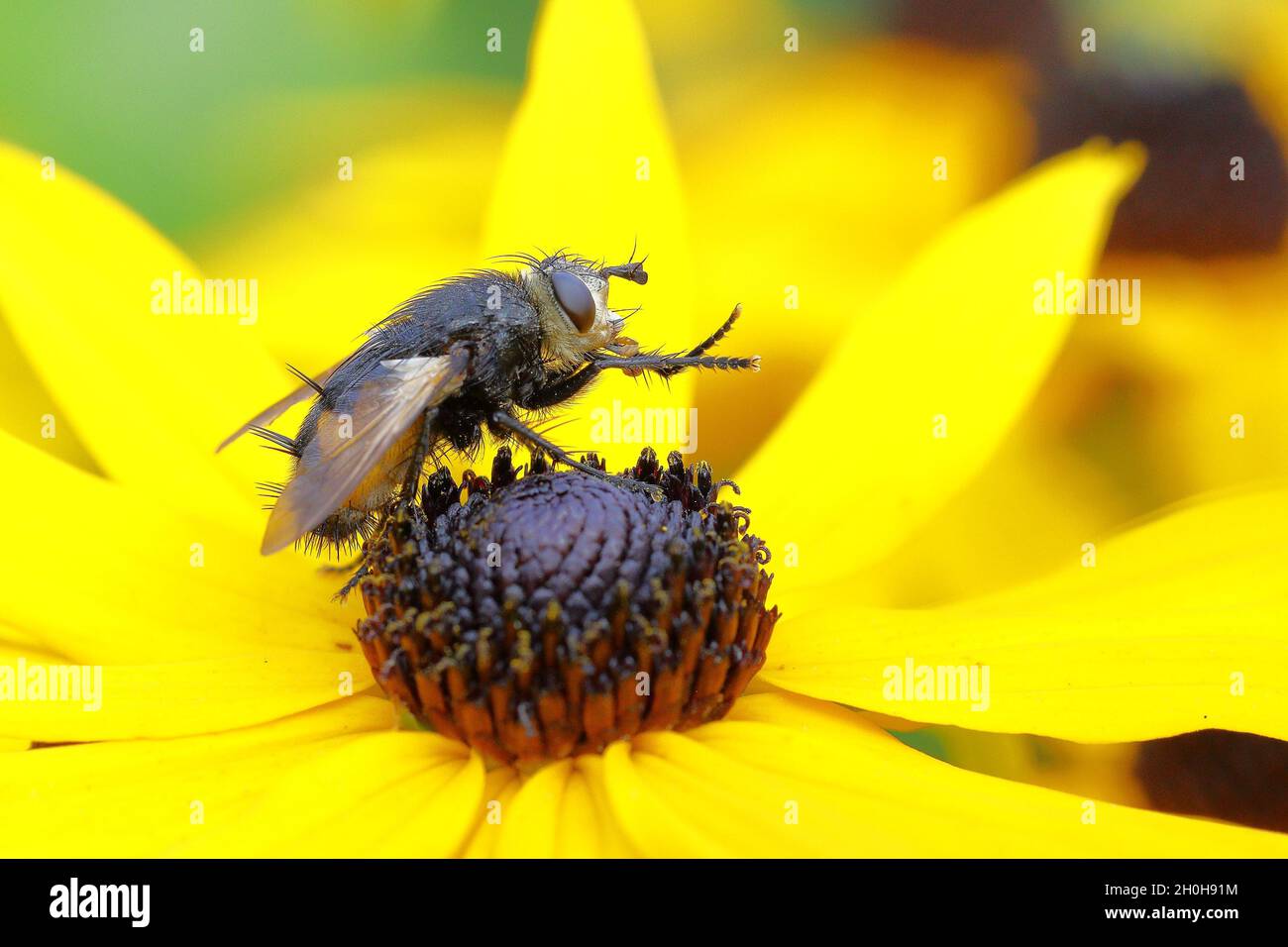 Giant tachinid fly (Tachina grossa), on yellow coneflower (Echinacea ...