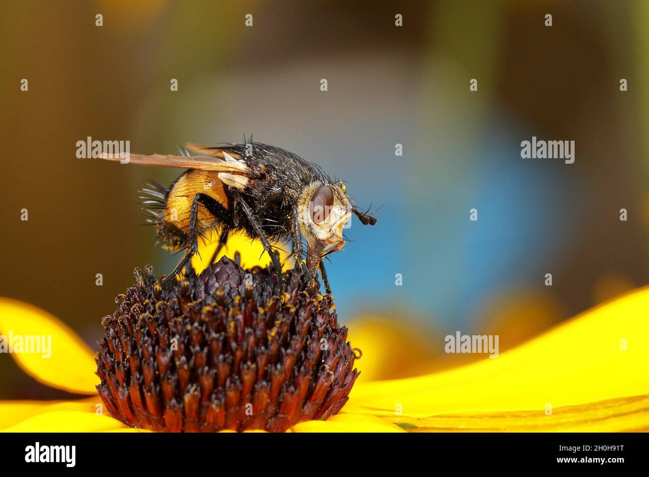 Giant tachinid fly (Tachina grossa), on yellow coneflower (Echinacea ...
