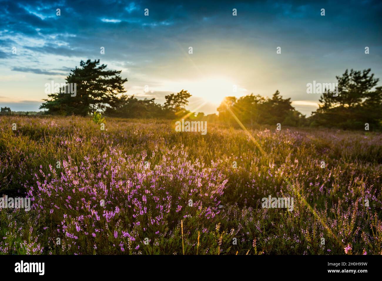 Sunset and flowering Common Heather (Calluna vulgaris), heather blossom ...