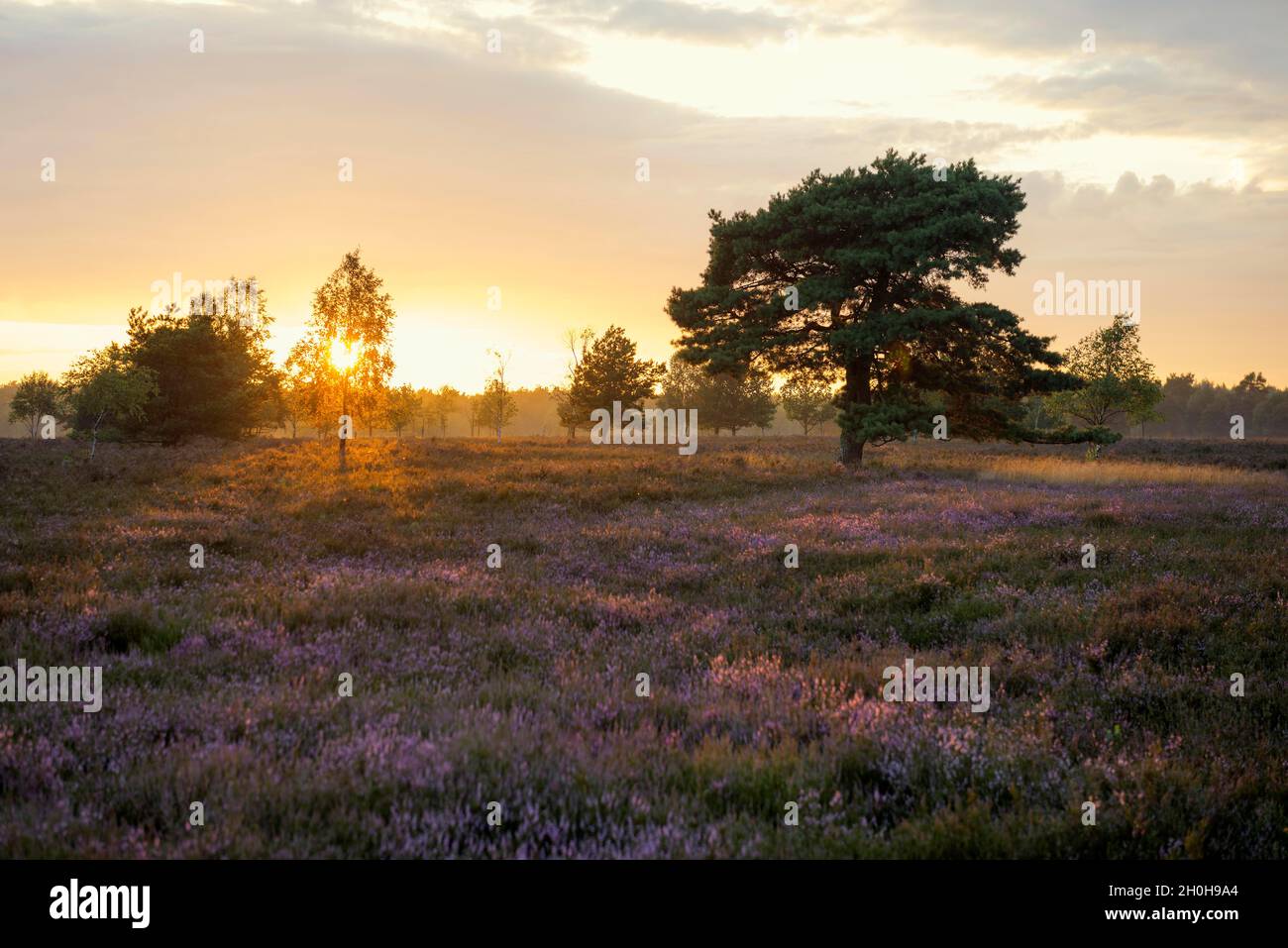 Sunset and flowering Common Heather (Calluna vulgaris), heather blossom ...