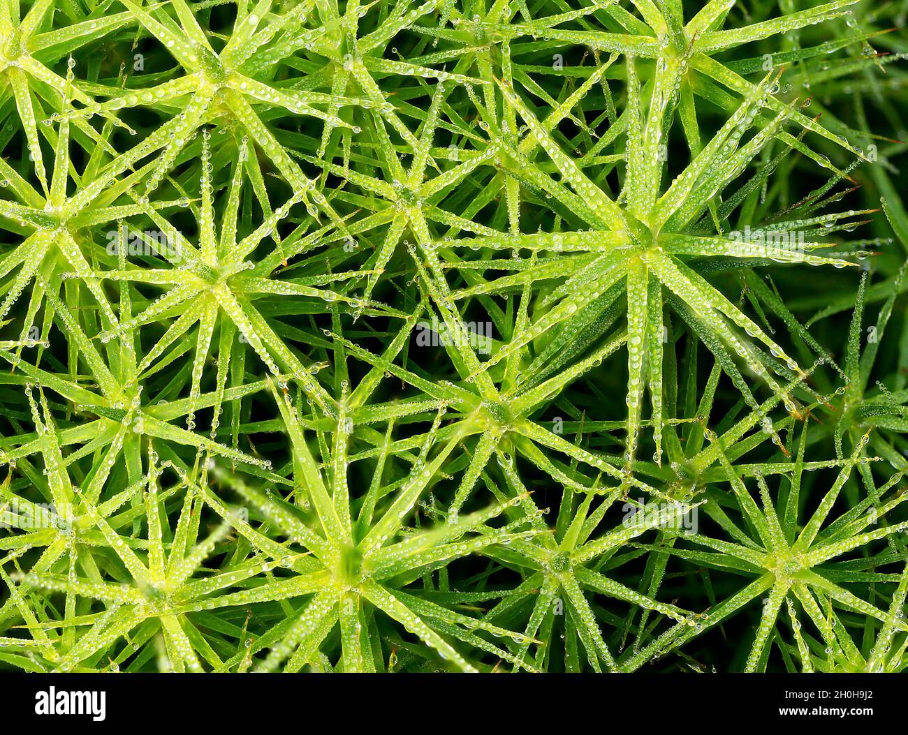 Matted pearlwort (Sagina procumbens) wetted with morning dew, North Rhine-Westphalia, Germany Stock Photo
