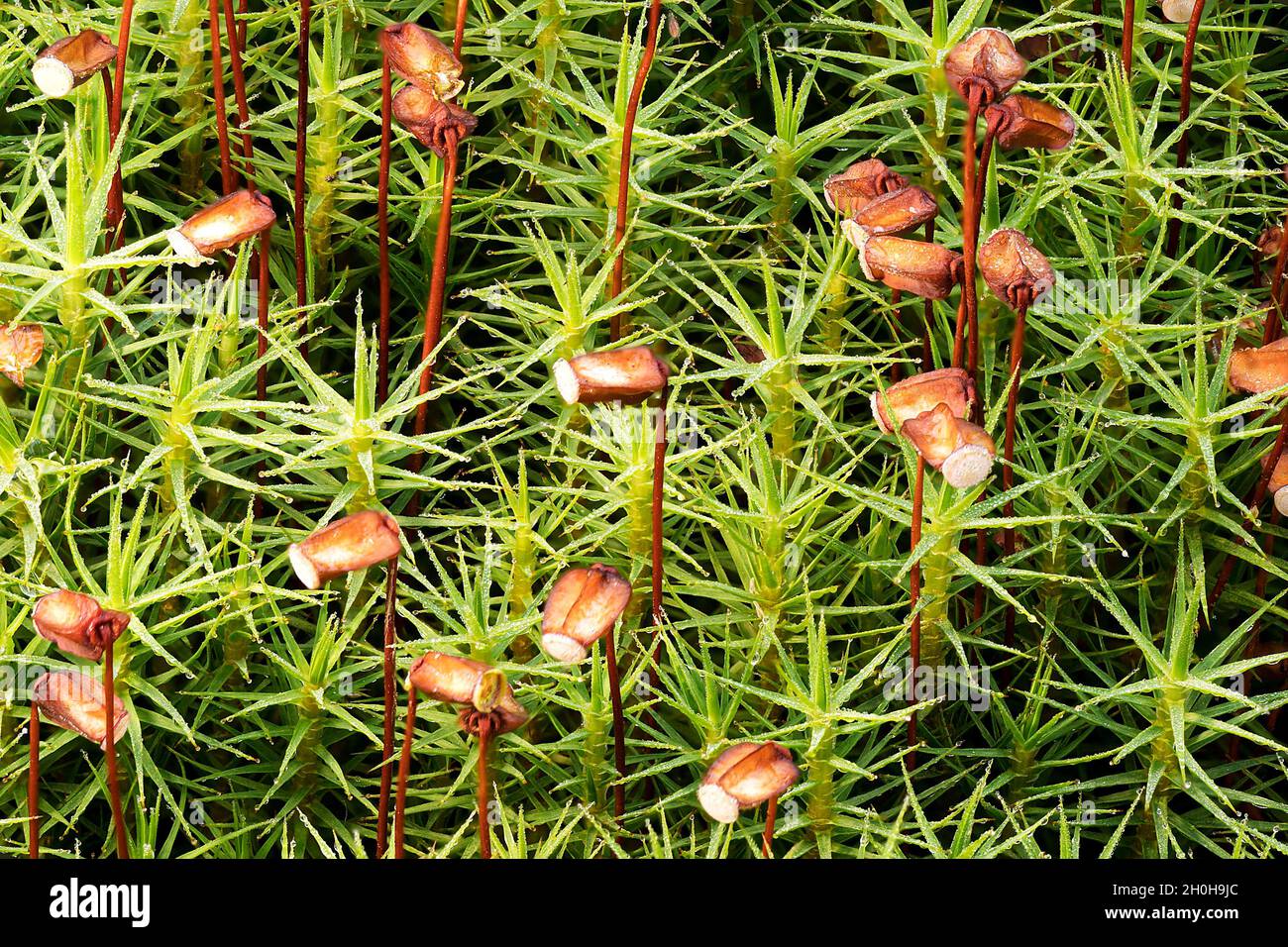 Matted pearlwort (Sagina procumbens) with spore stands, North Rhine-Westphalia, Germany Stock Photo