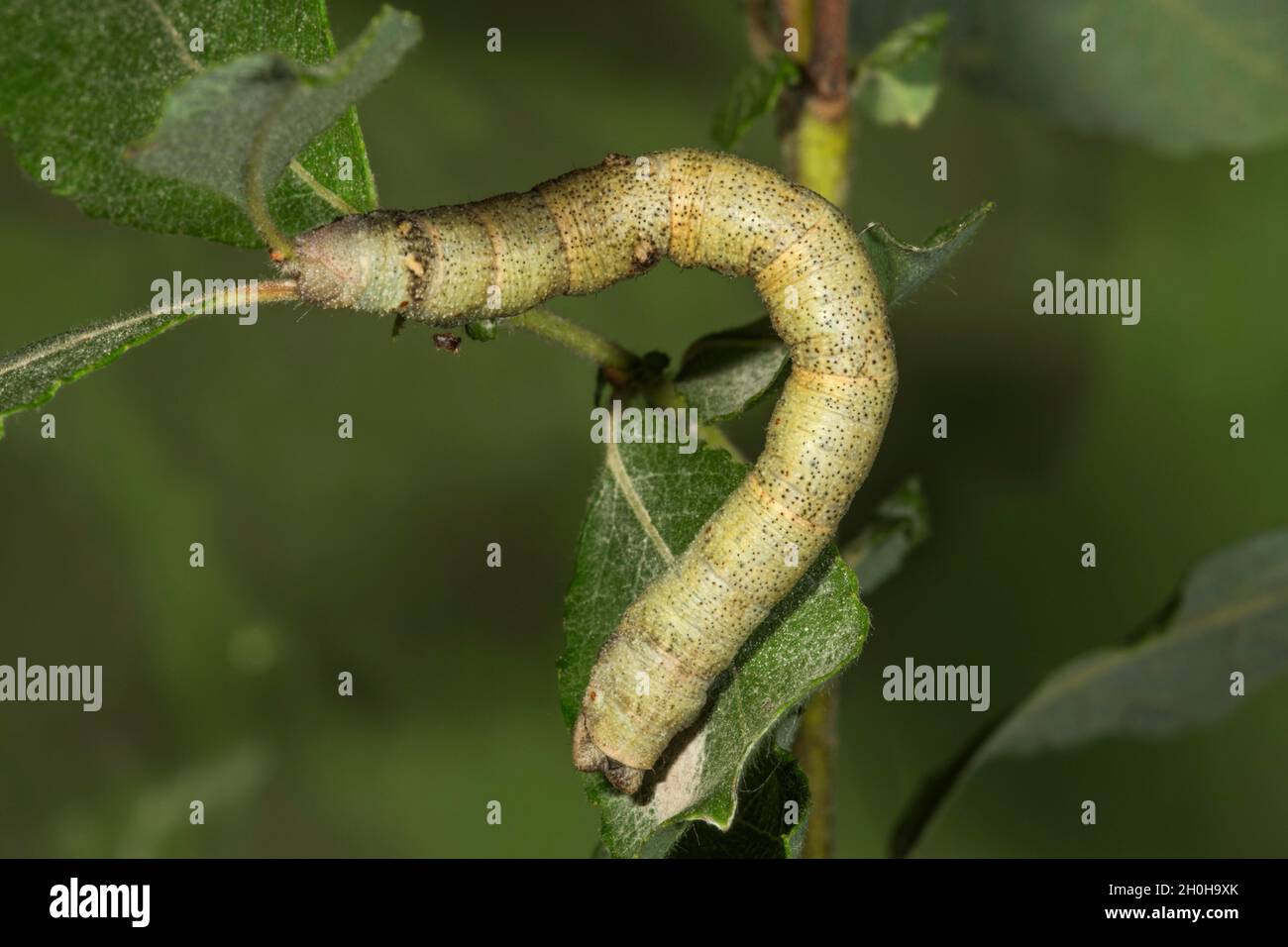 Peppered moth (Biston betularia) caterpillar on auric willow (Salix aurita), Baden-Wuerttemberg, Germany Stock Photo