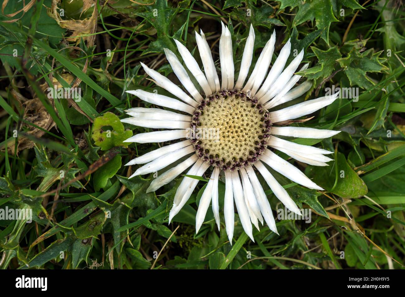 Silver thistle (Carlina acaulis), flowering, berallgaeu, Allgaeu, Bavaria, Germany Stock Photo