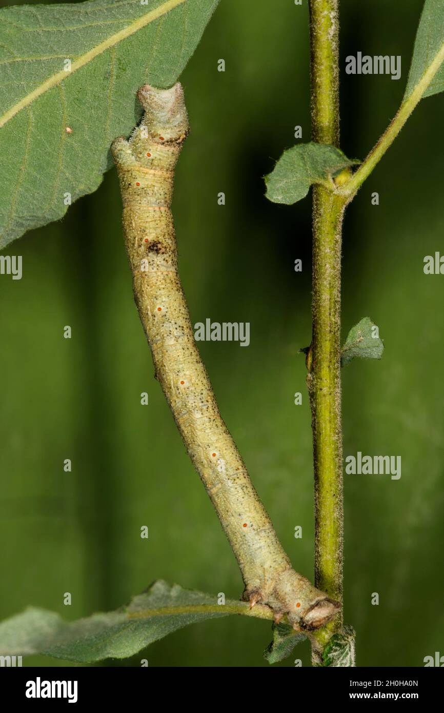 Peppered moth (Biston betularia), caterpillar on auric willow (Salix aurita), Baden-Wuerttemberg, Germany Stock Photo