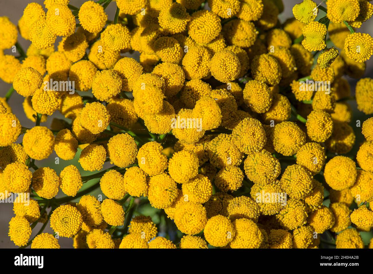 Flowers of Tansy (Tanacetum vulgare), Bavaria, Germany Stock Photo