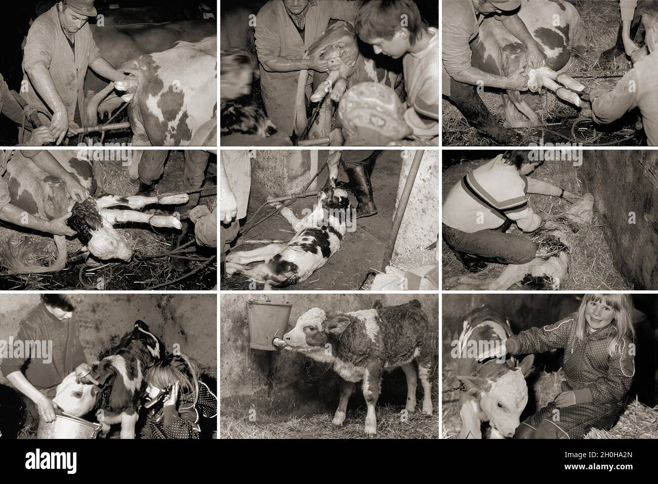 Birth of a calf in a cowshed, Bavaria, Germany Stock Photo