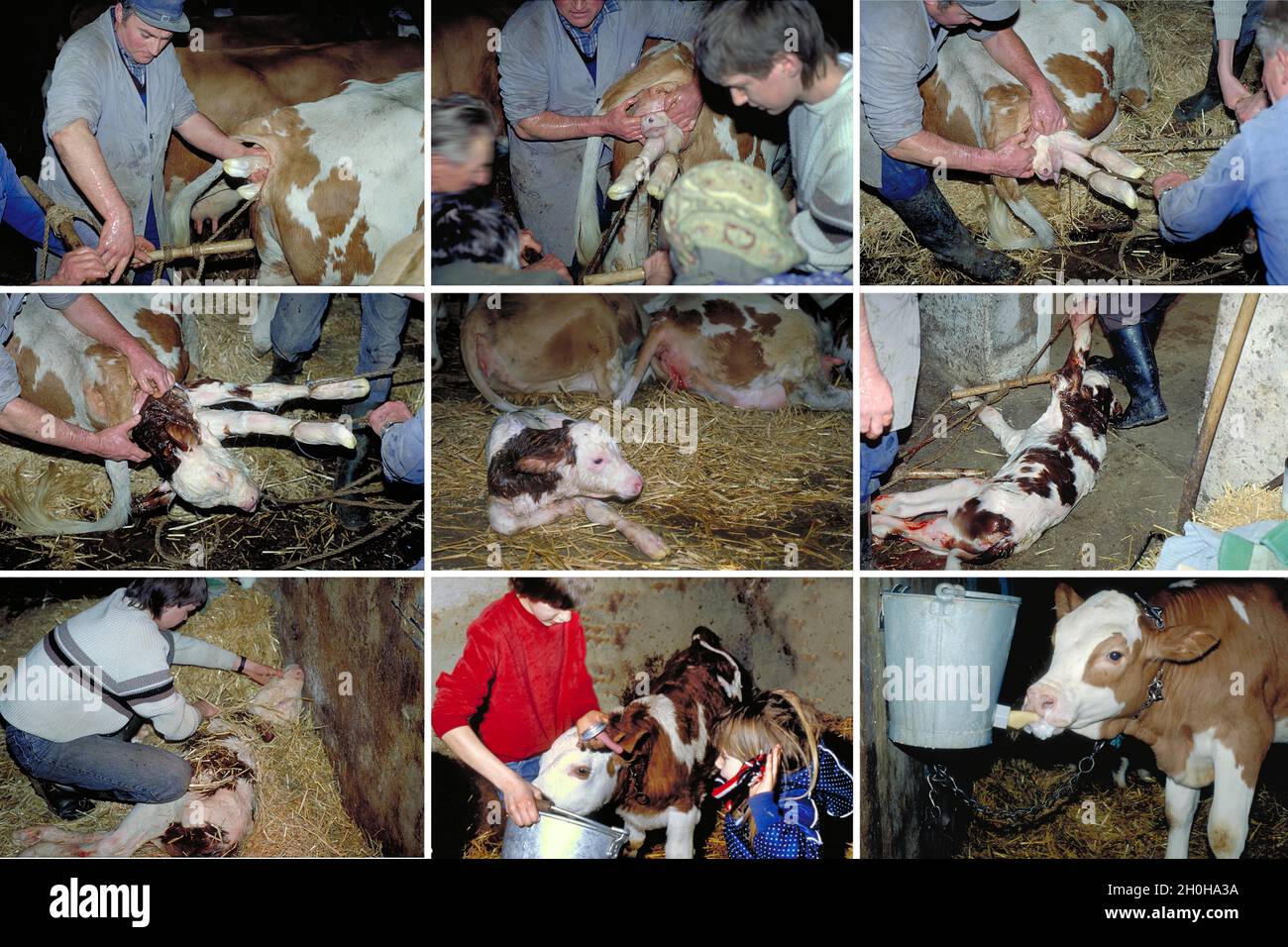 Birth of a calf in a cowshed, Bavaria, Germany Stock Photo