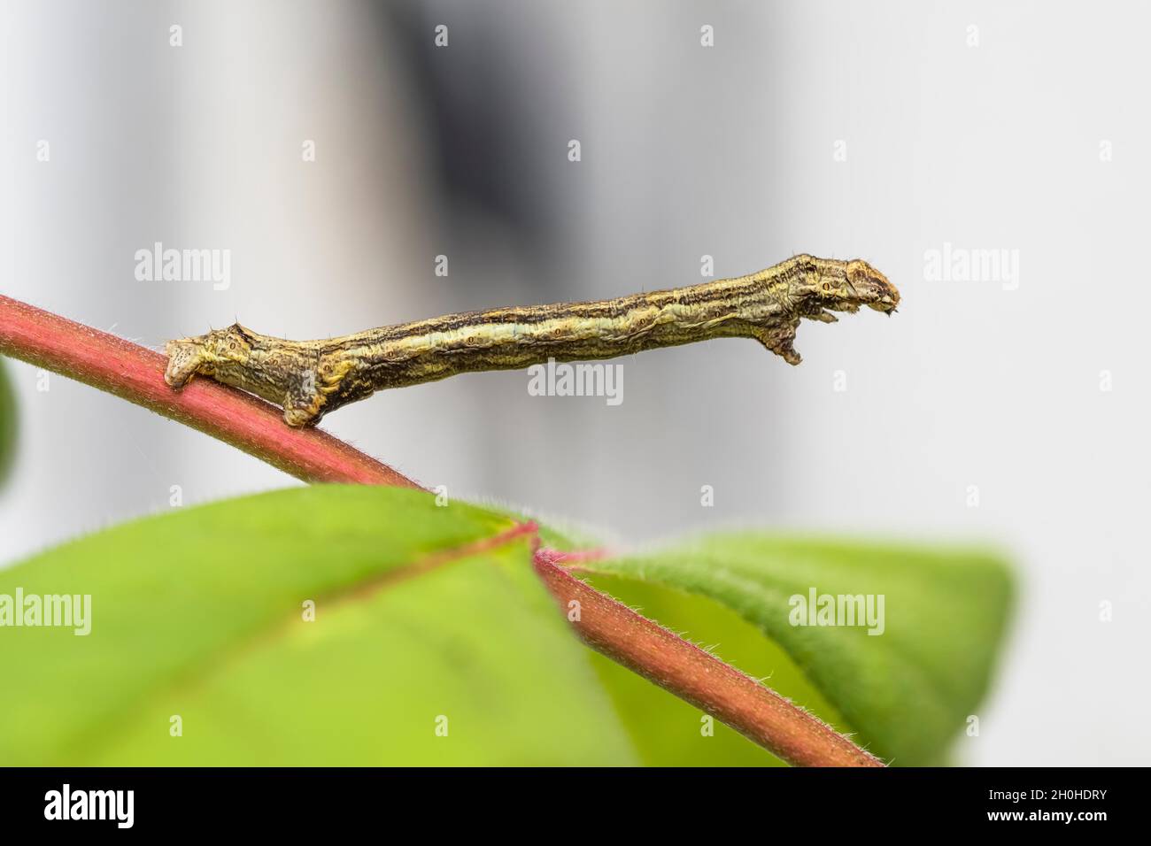 Engrailed (moth) (Ectropis crepuscularia), caterpillar, on twig of bee tree, honey ash (Tetradium daniellii var. hupehensis), mimesis, Hesse, Germany Stock Photo