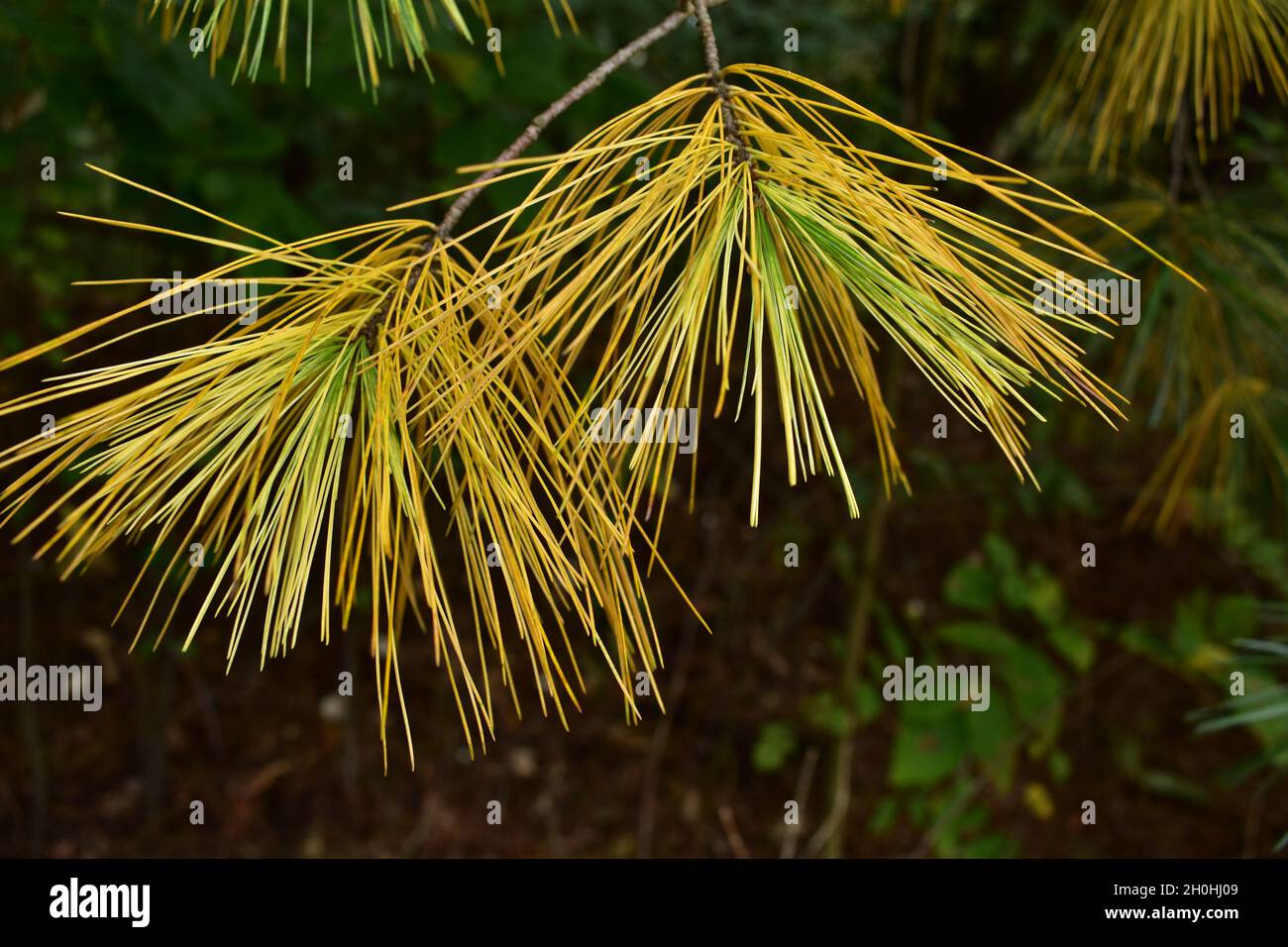White pine needles changing color in the fall prior to falling, similar