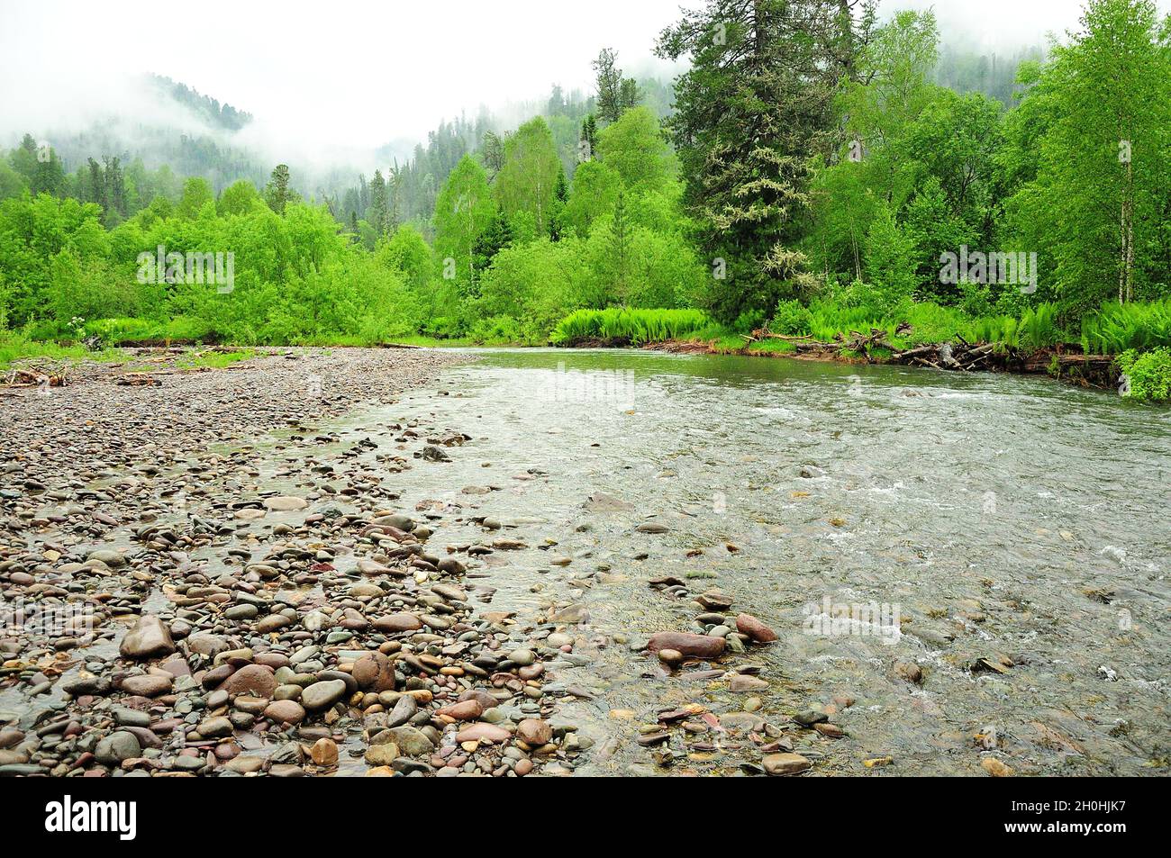 A stormy mountain river in rocky banks flows through a summer forest ...