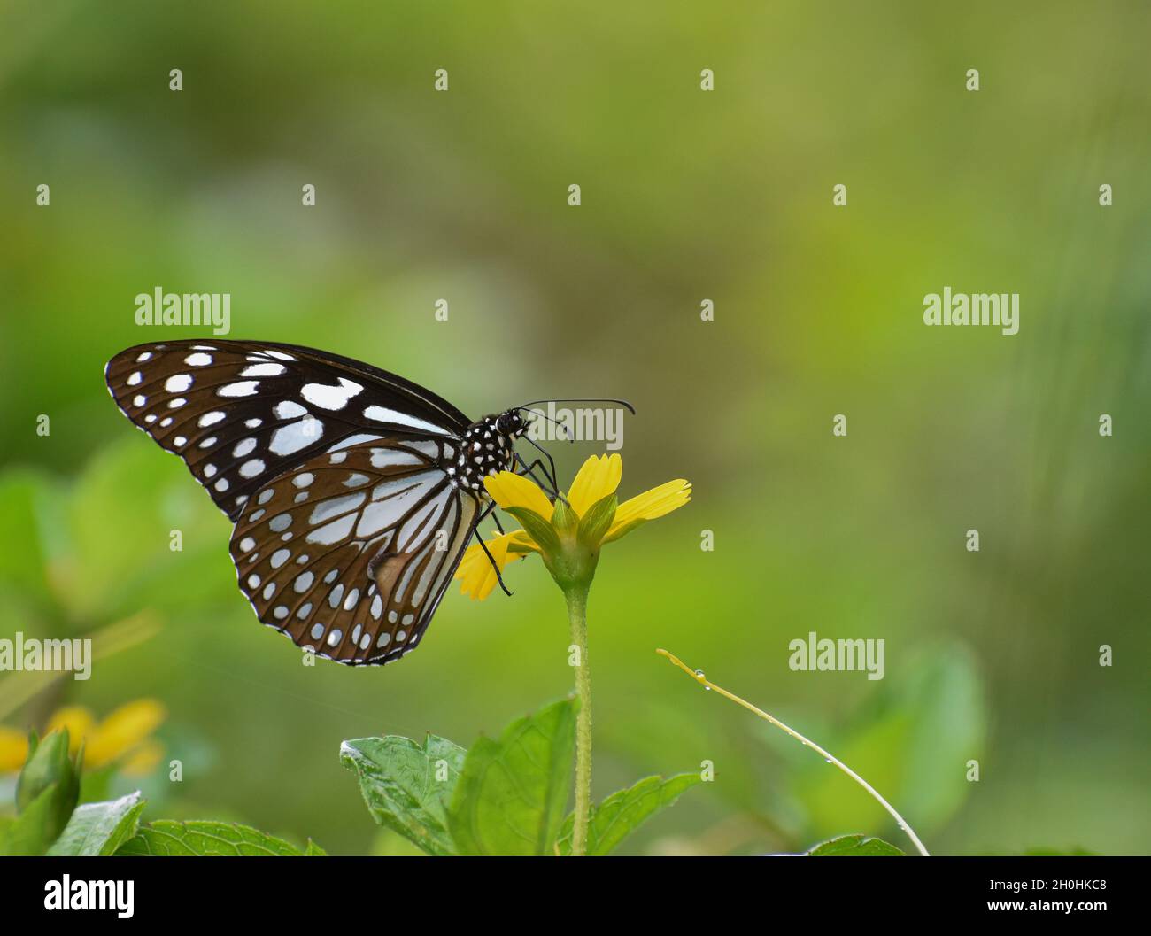 Blue tiger butterfly on yellow flower, green background Stock Photo