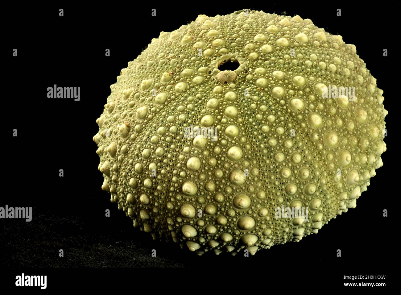 Exposed skeleton or test of seaurchin (Evichinus chloroticus) Stock Photo