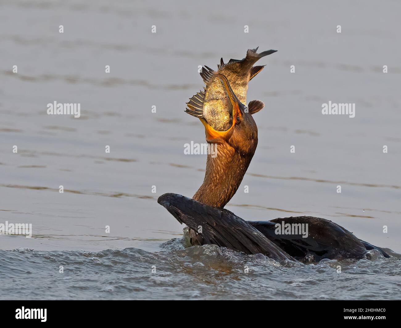 Doublecrested Cormorant Eating a Large Fish Stock Photo Alamy