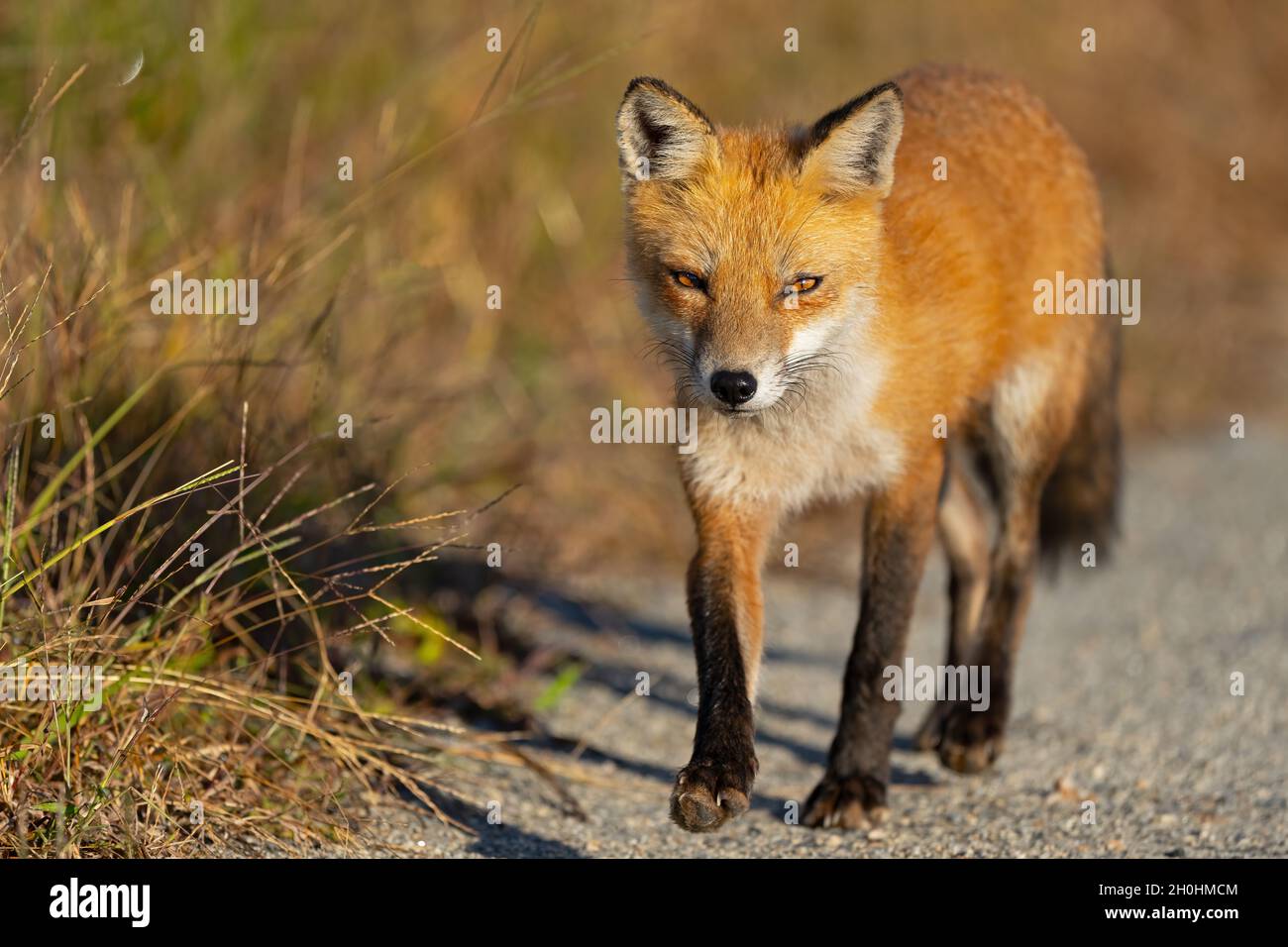 Red Fox Walking Down a Dirt Road Stock Photo