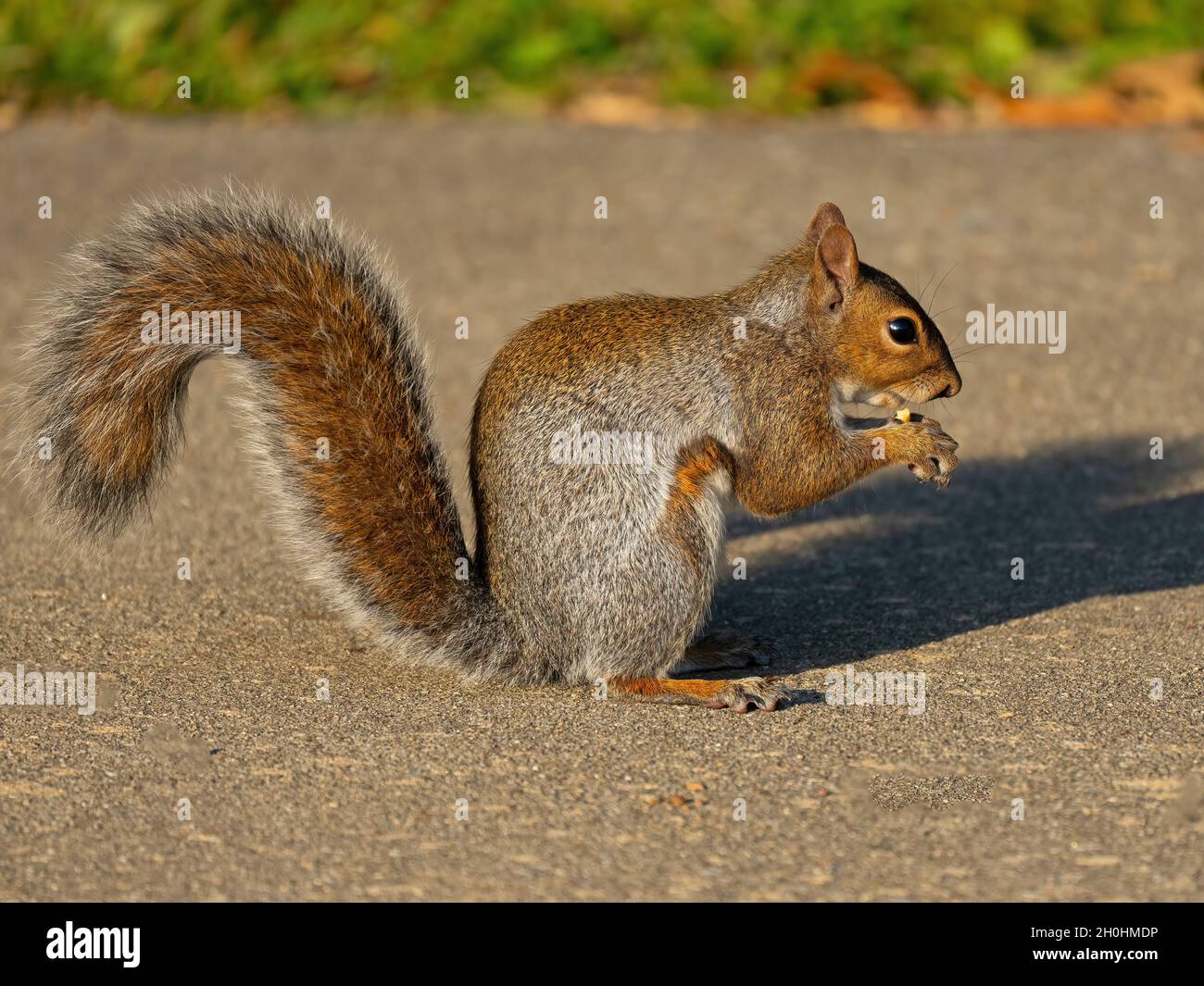 Eastern Gray Squirrel Eating a Nut Stock Photo