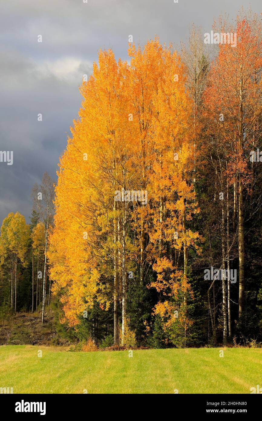 Colourful Aspen trees, Populus, glowing in the edge of forest on a day of October in Finland. Stock Photo