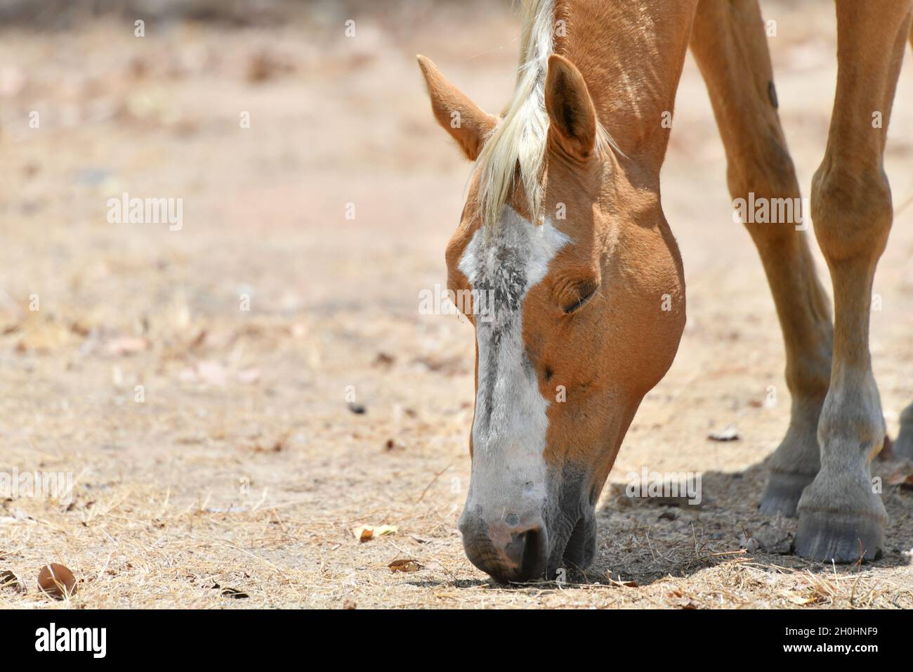Wild palomino horse (Equus ferus) also known as a Brumby in Australia, roaming free in the Outback of Northern Territory, Australia. Stock Photo