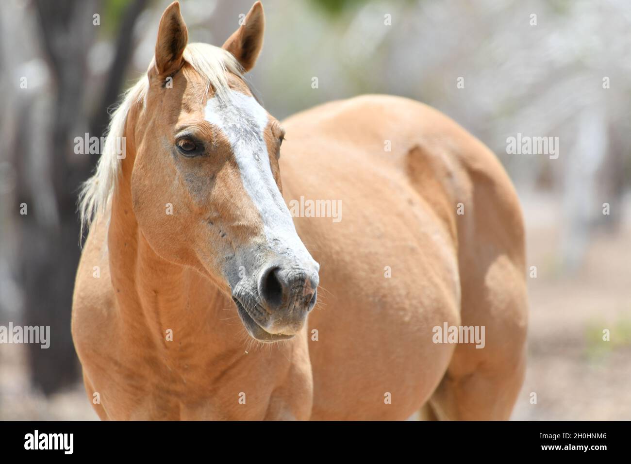 Wild palomino horse (Equus ferus) also known as a Brumby in Australia, roaming free in the Outback of Northern Territory, Australia. Stock Photo