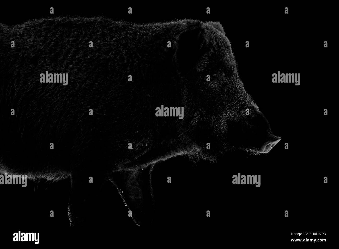 Wild boar contour on black background Stock Photo